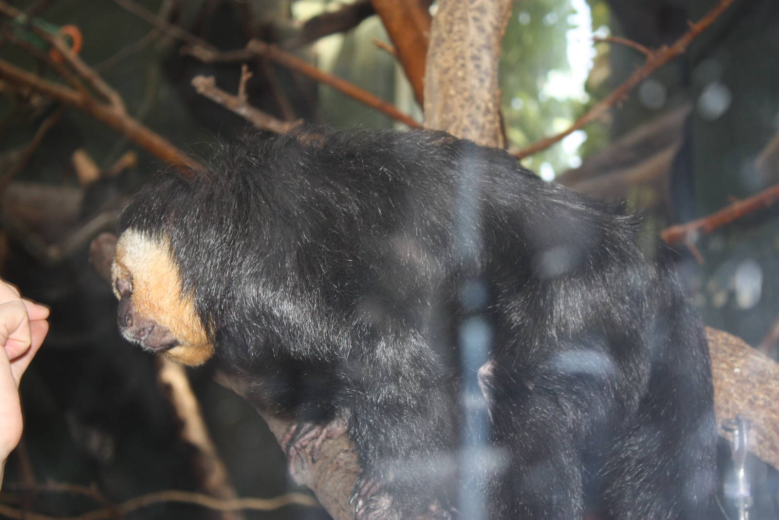 Tropical America- White-Faced Saki