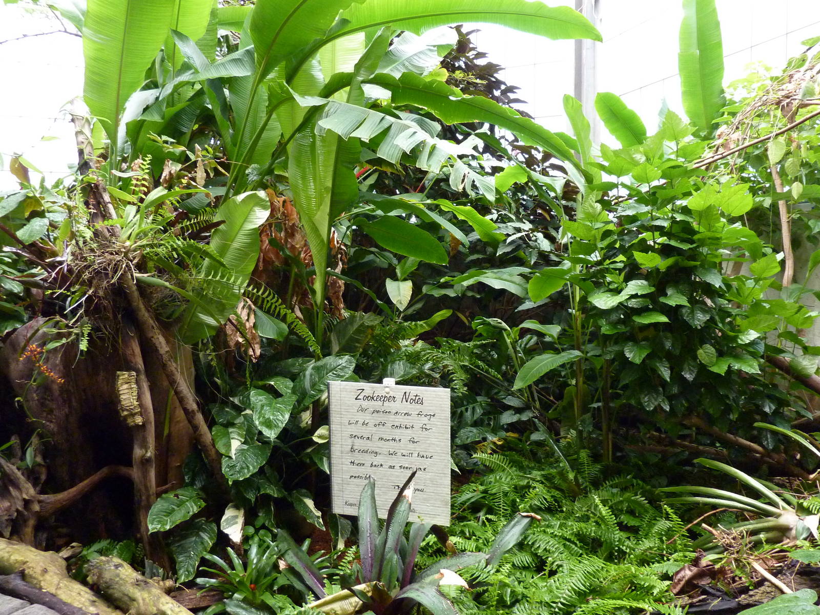 Tropical American Rain Forest - Barrier-Free Poison Dart Frog Exhibit