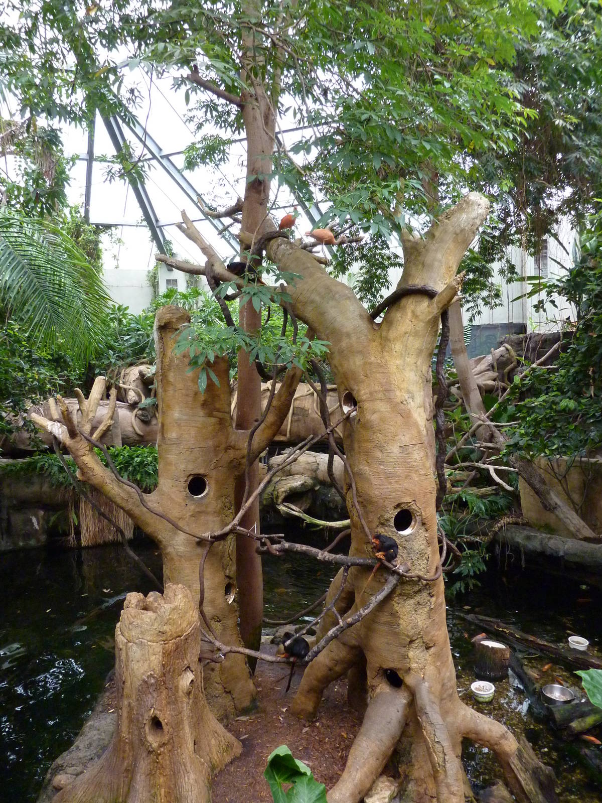 Tropical American Rain Forest - Golden-Headed Lion Tamarin Island