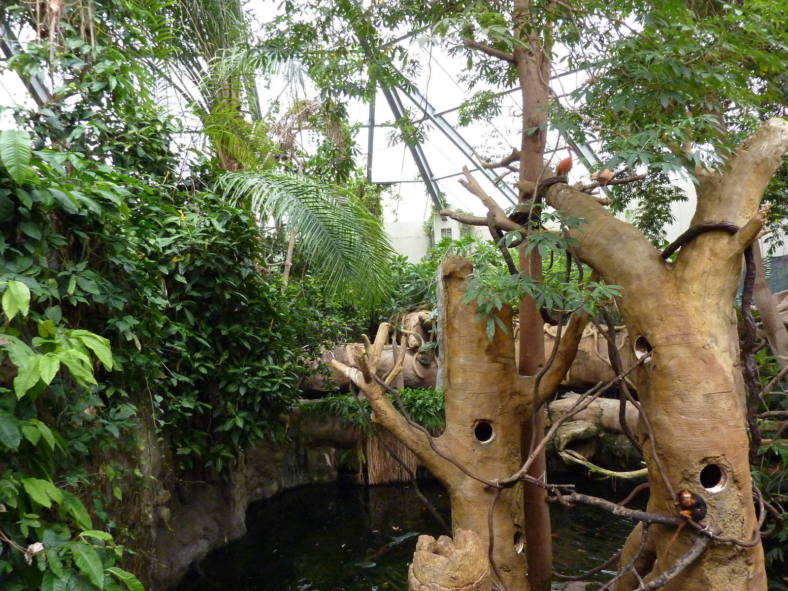 Tropical American Rain Forest - Golden-Headed Lion Tamarin Island