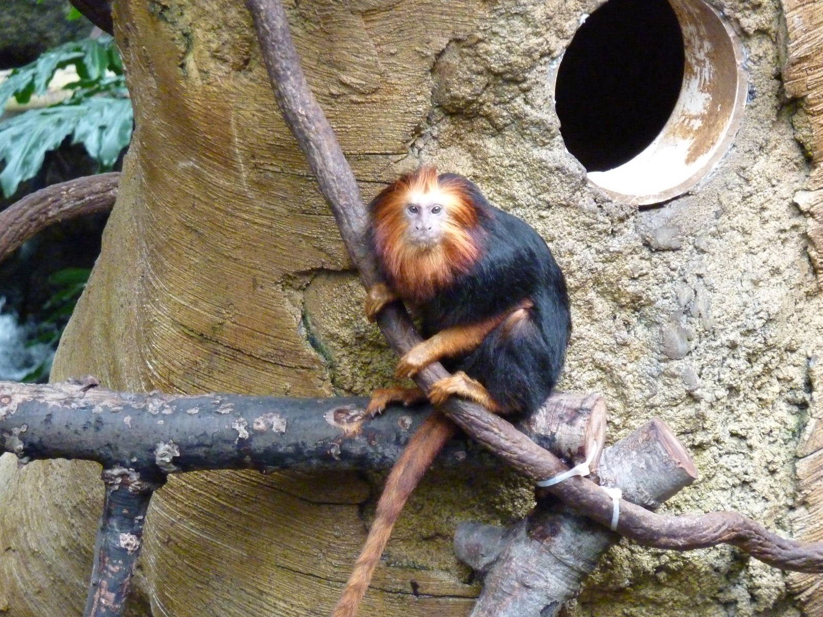 Tropical American Rain Forest - Golden-Headed Lion Tamarin