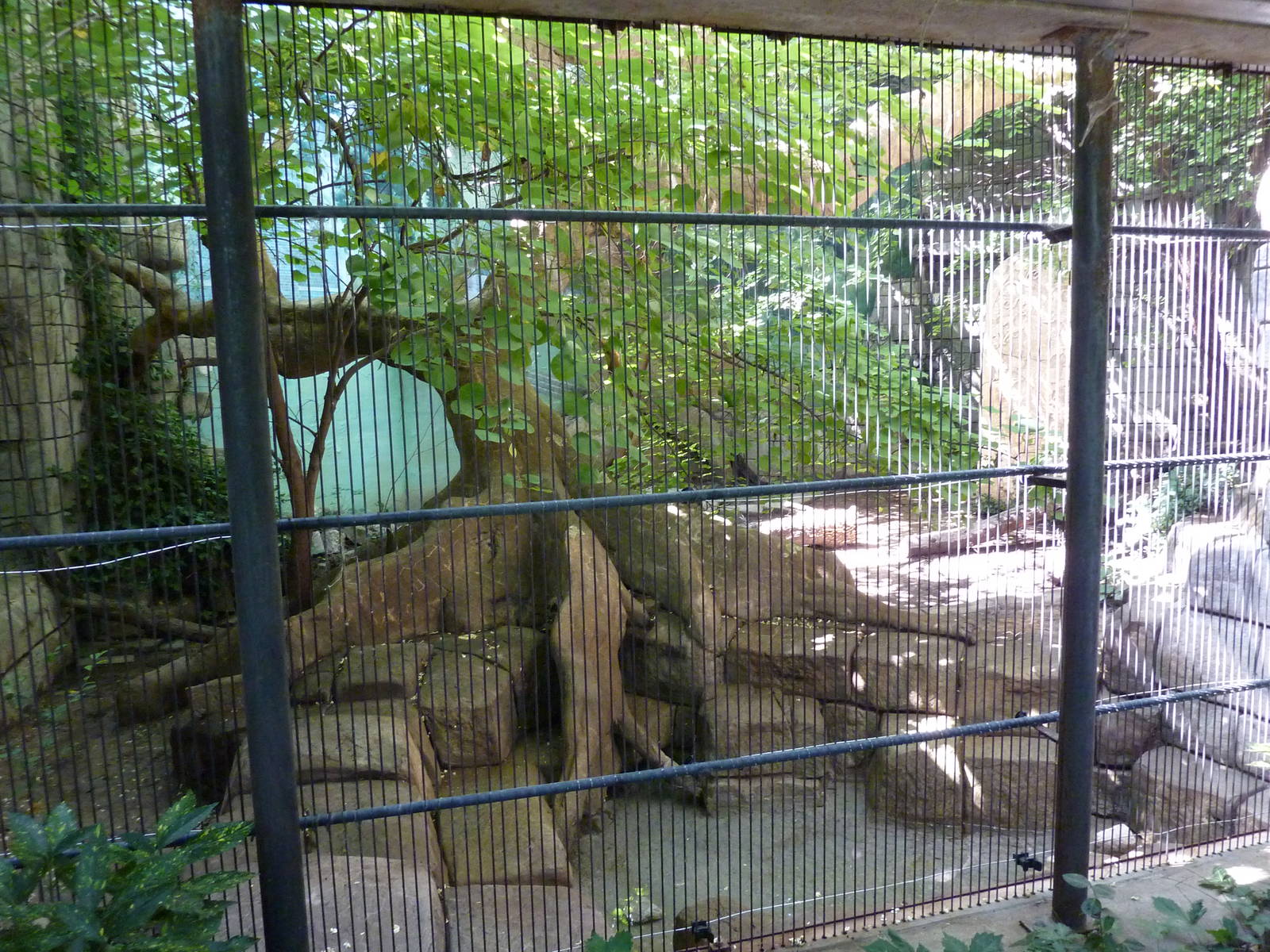 Tropical American Rain Forest - Jaguar Exhibit