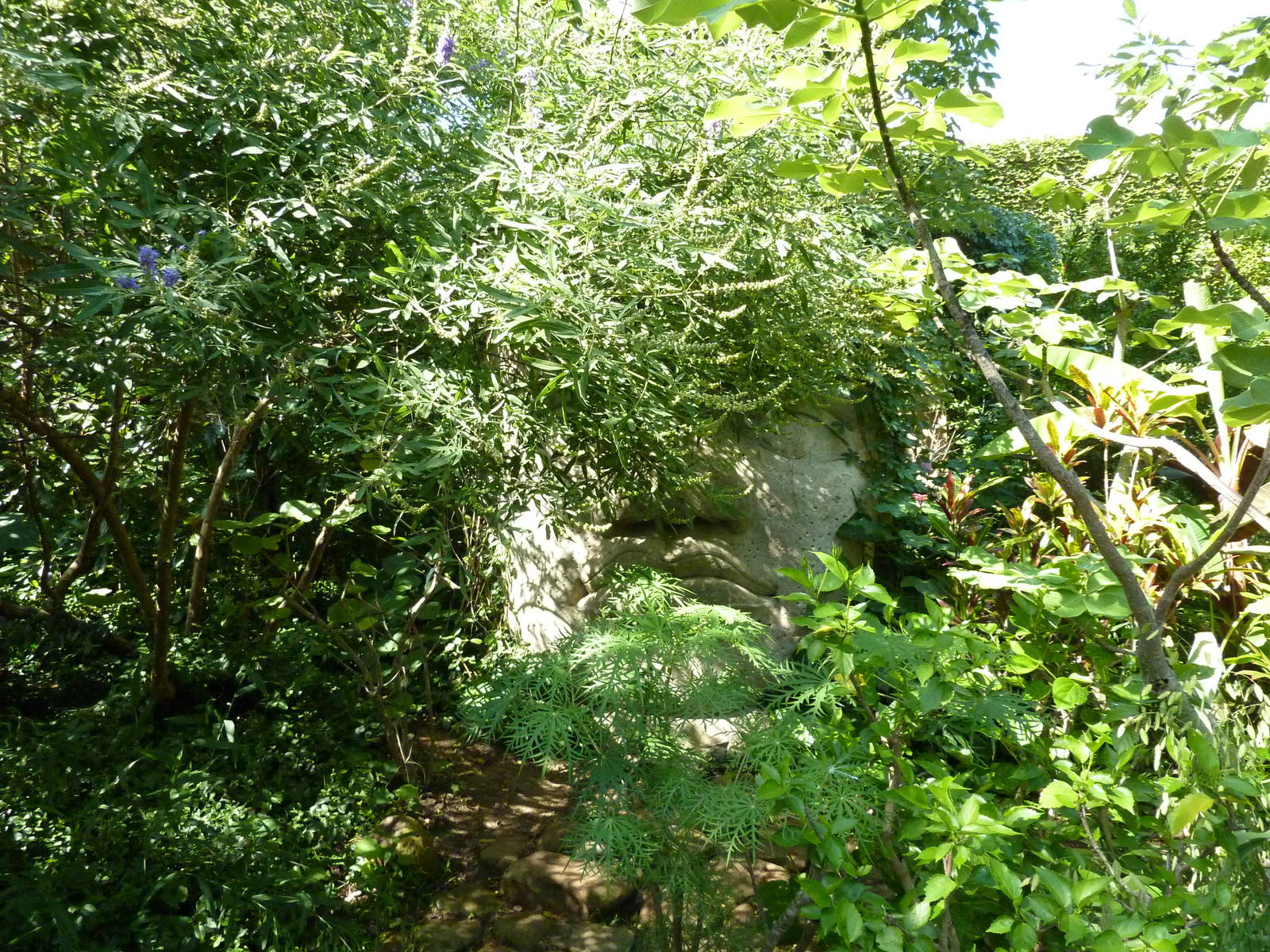 Tropical American Rain Forest - Olmec Stone Face