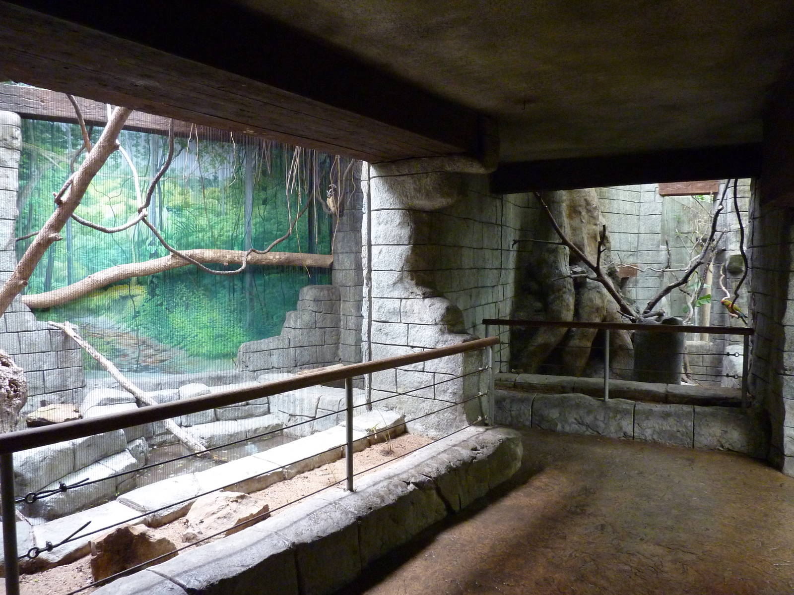 Tropical American Rain Forest - Spectacled Owl Exhibit