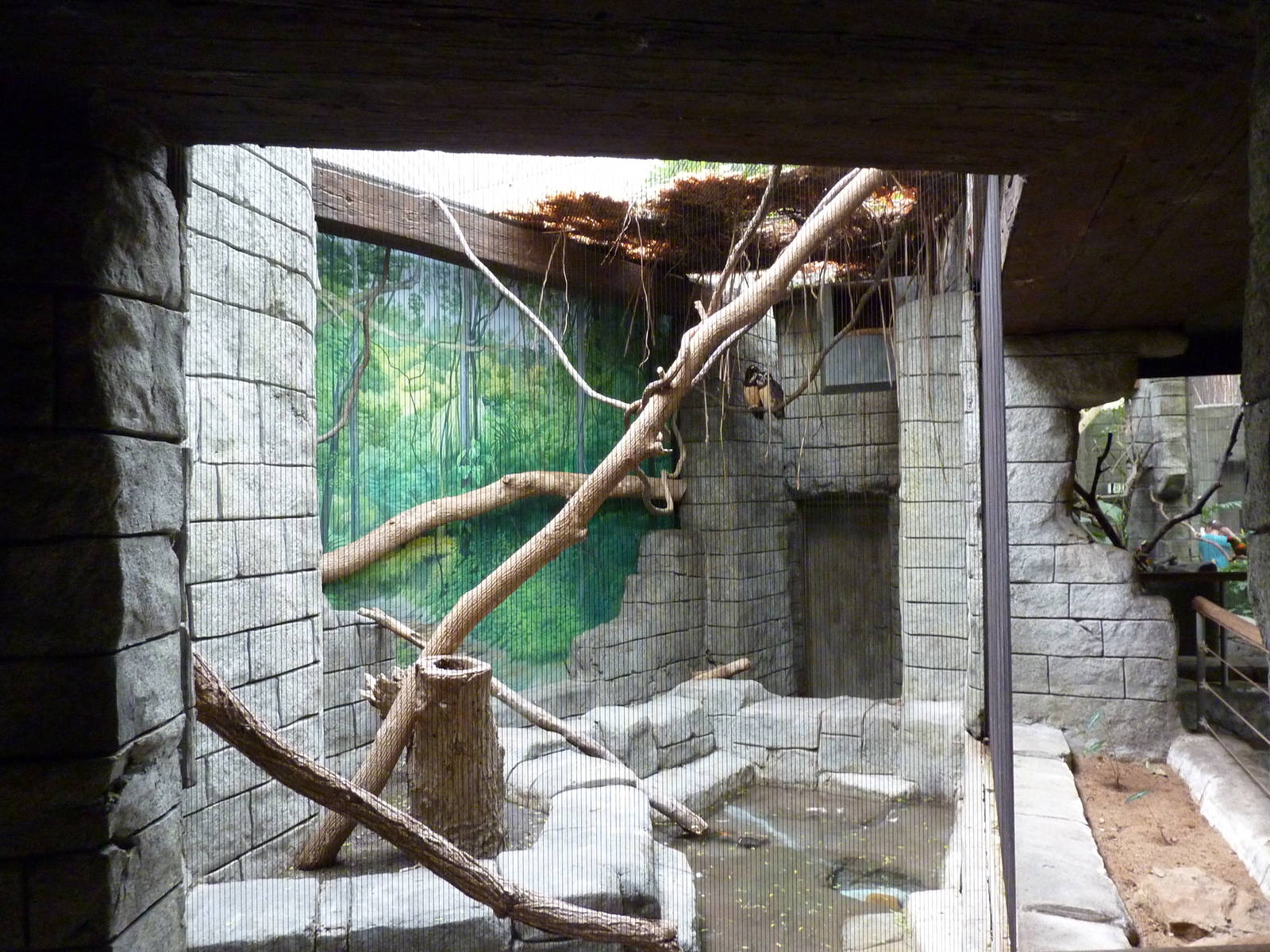 Tropical American Rain Forest - Spectacled Owl Exhibit