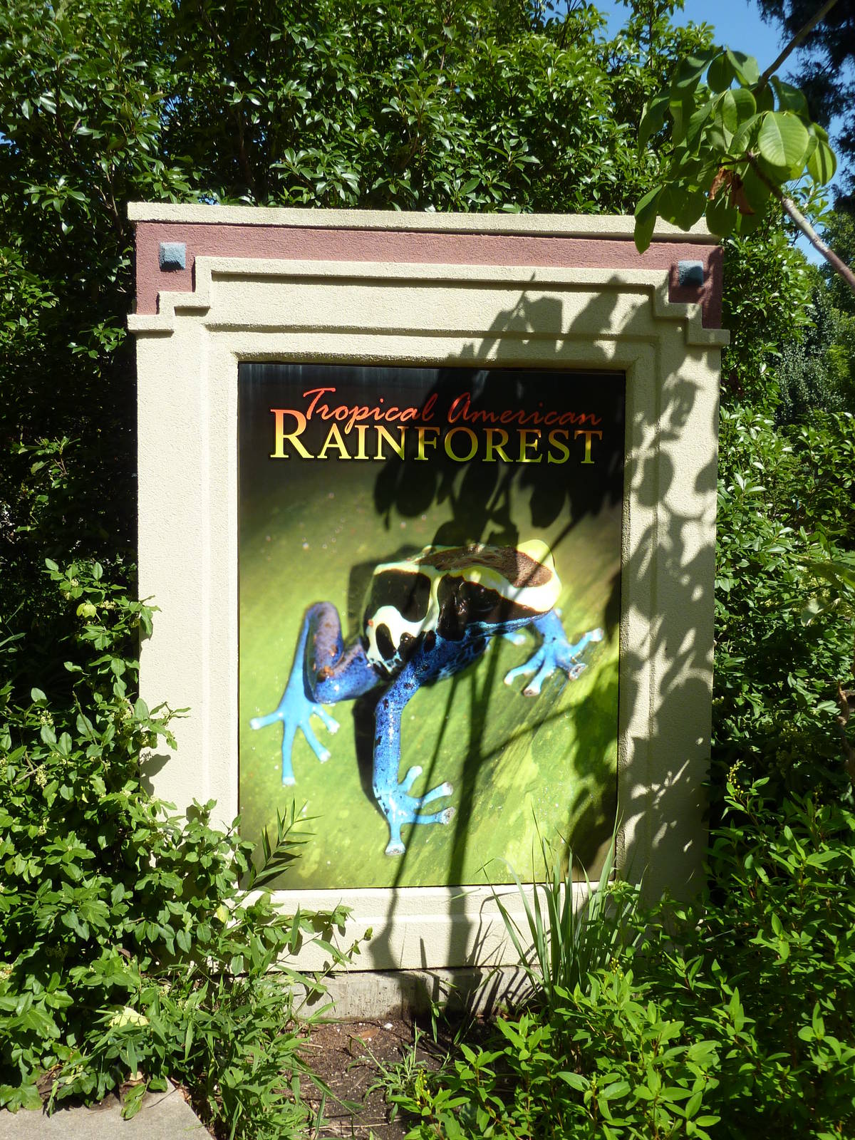 Tropical American Rain Forest