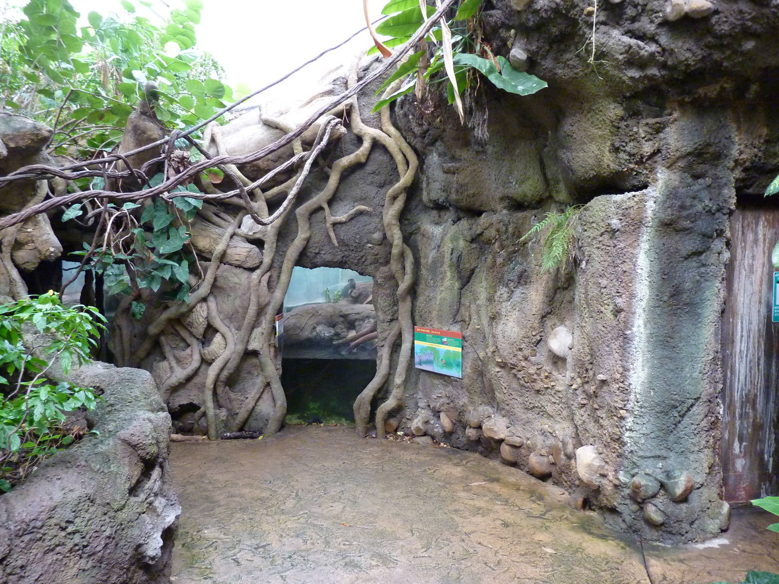 Tropical American Rain Forest