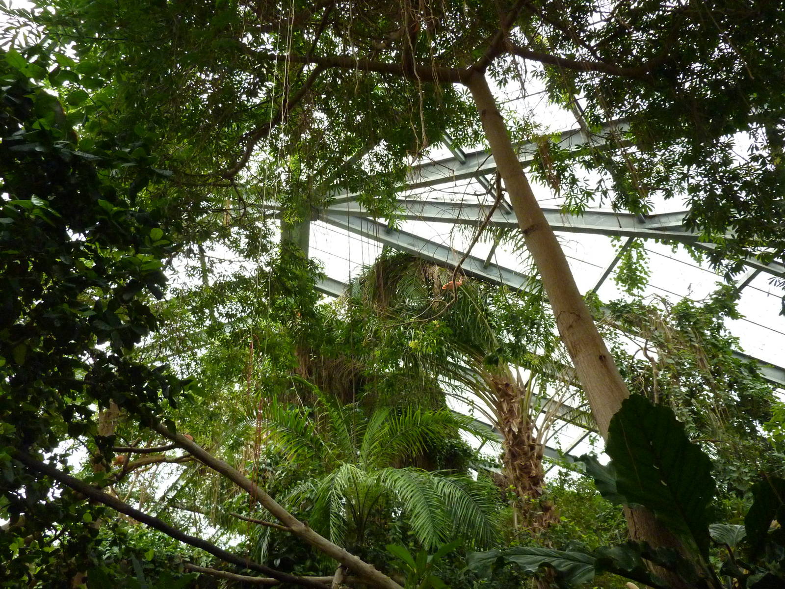 Tropical American Rain Forest