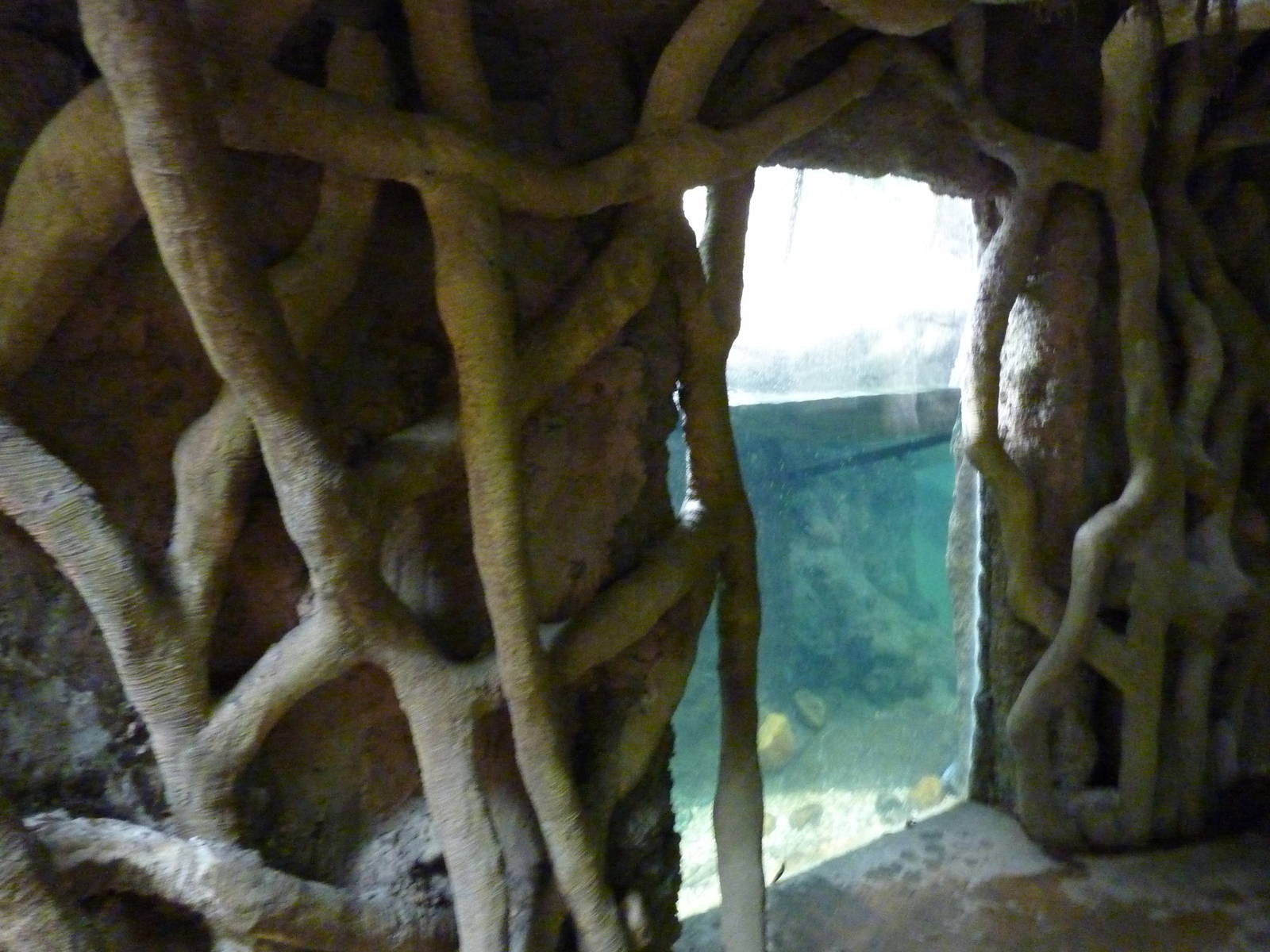 Tropical American Rain Forest