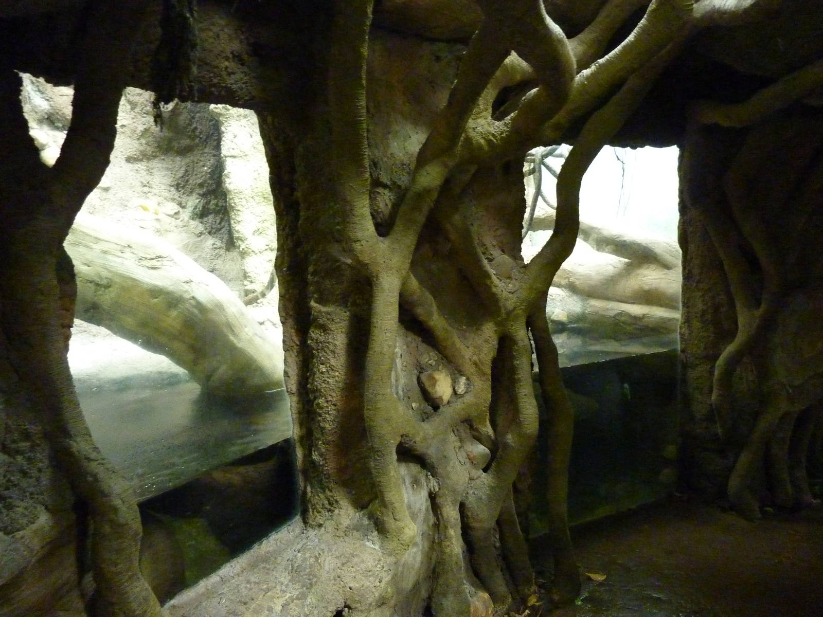 Tropical American Rain Forest