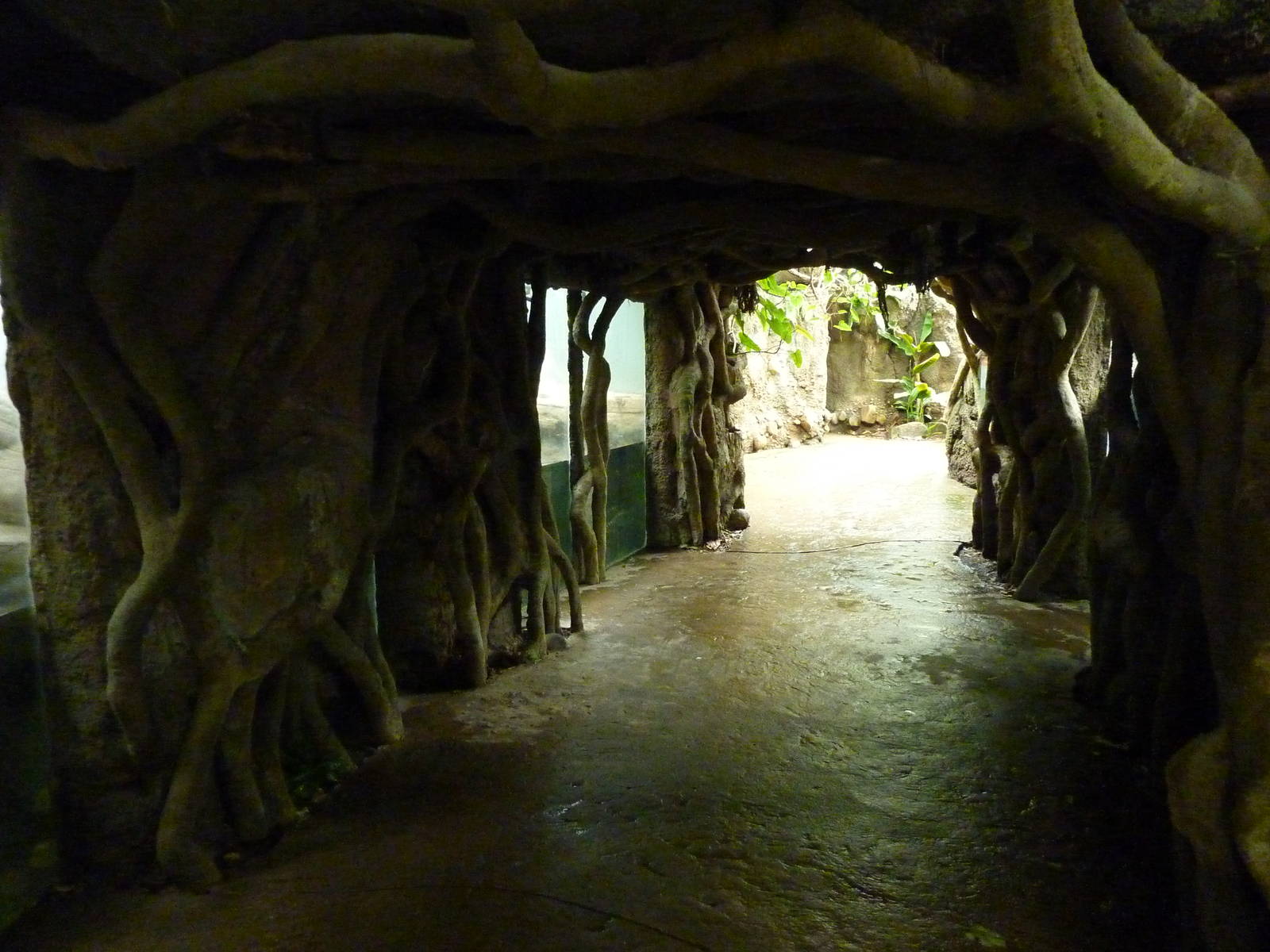 Tropical American Rain Forest