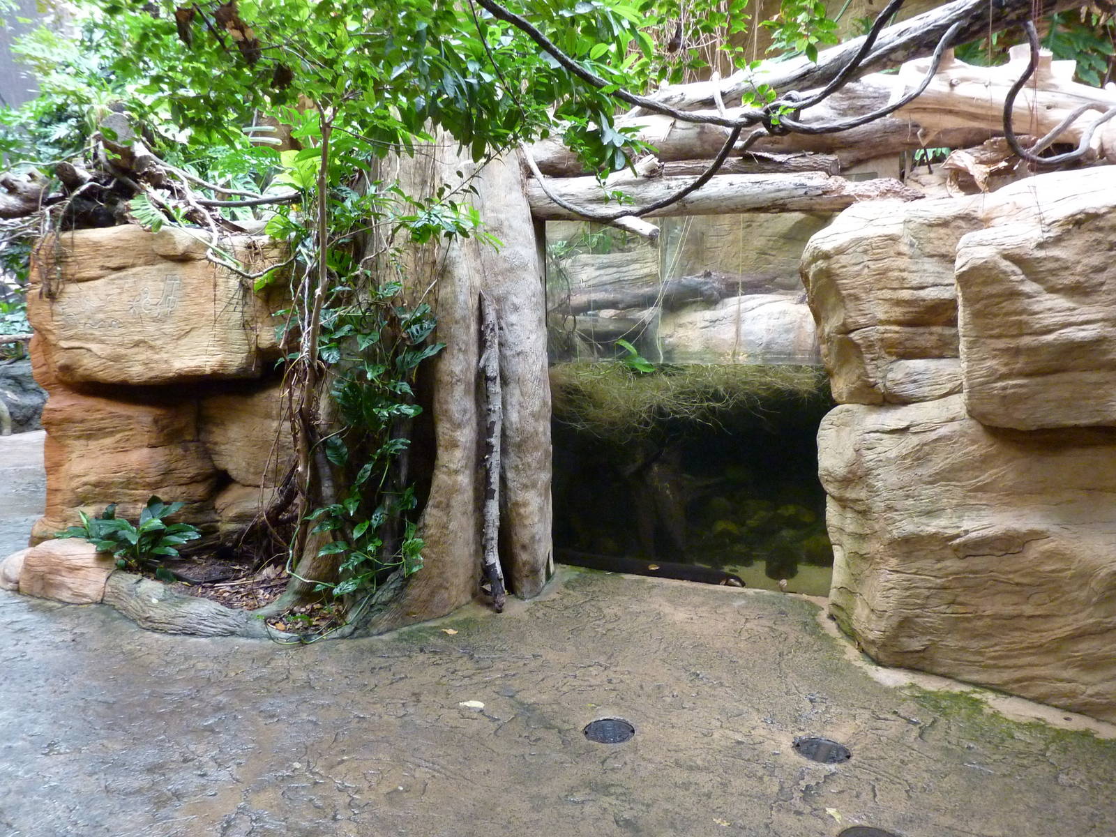 Tropical American Rain Forest