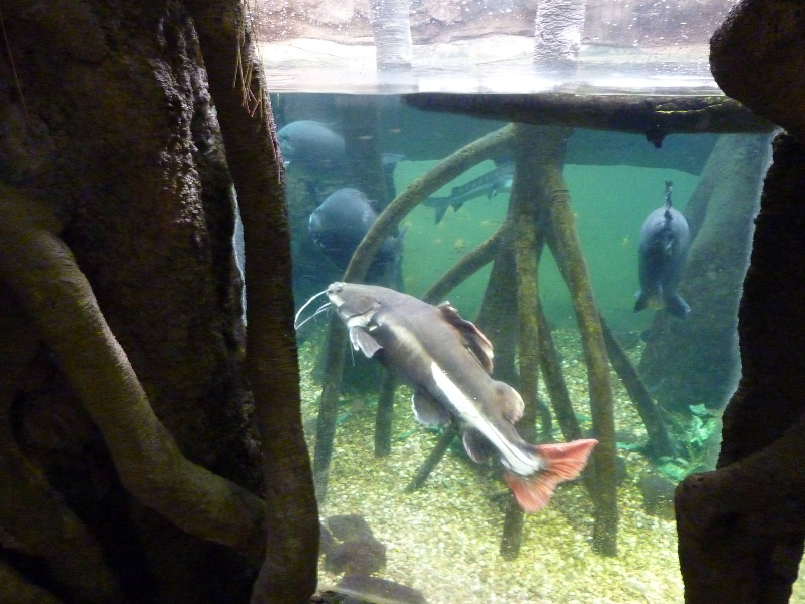 Tropical American Rain Forest