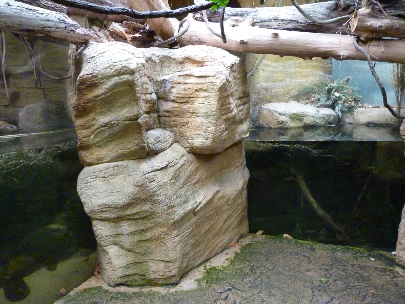 Tropical American Rain Forest