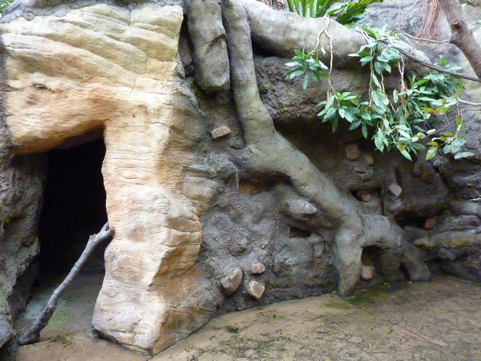 Tropical American Rain Forest