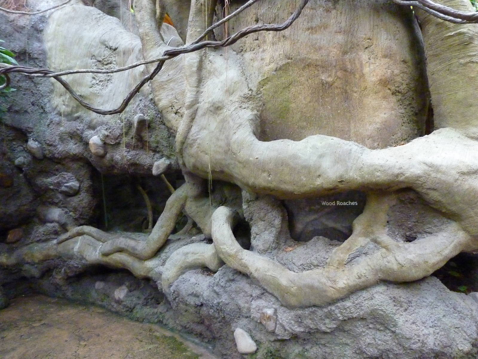 Tropical American Rain Forest