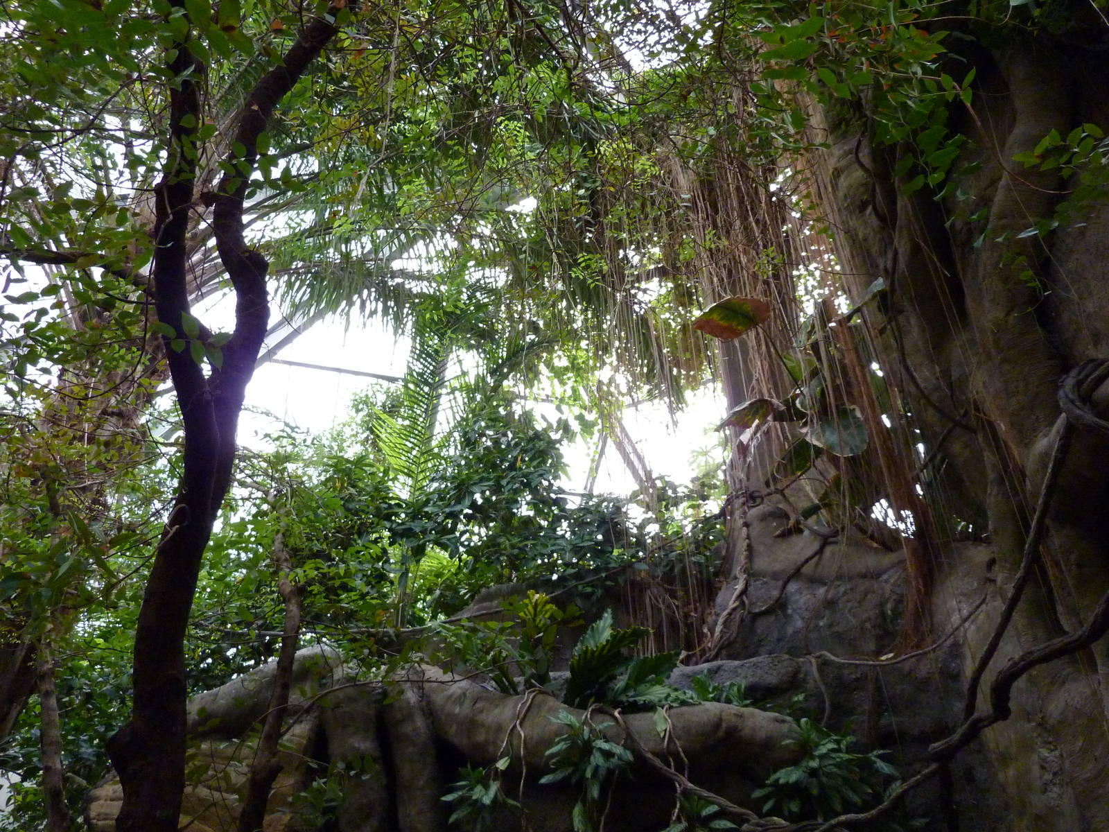 Tropical American Rain Forest