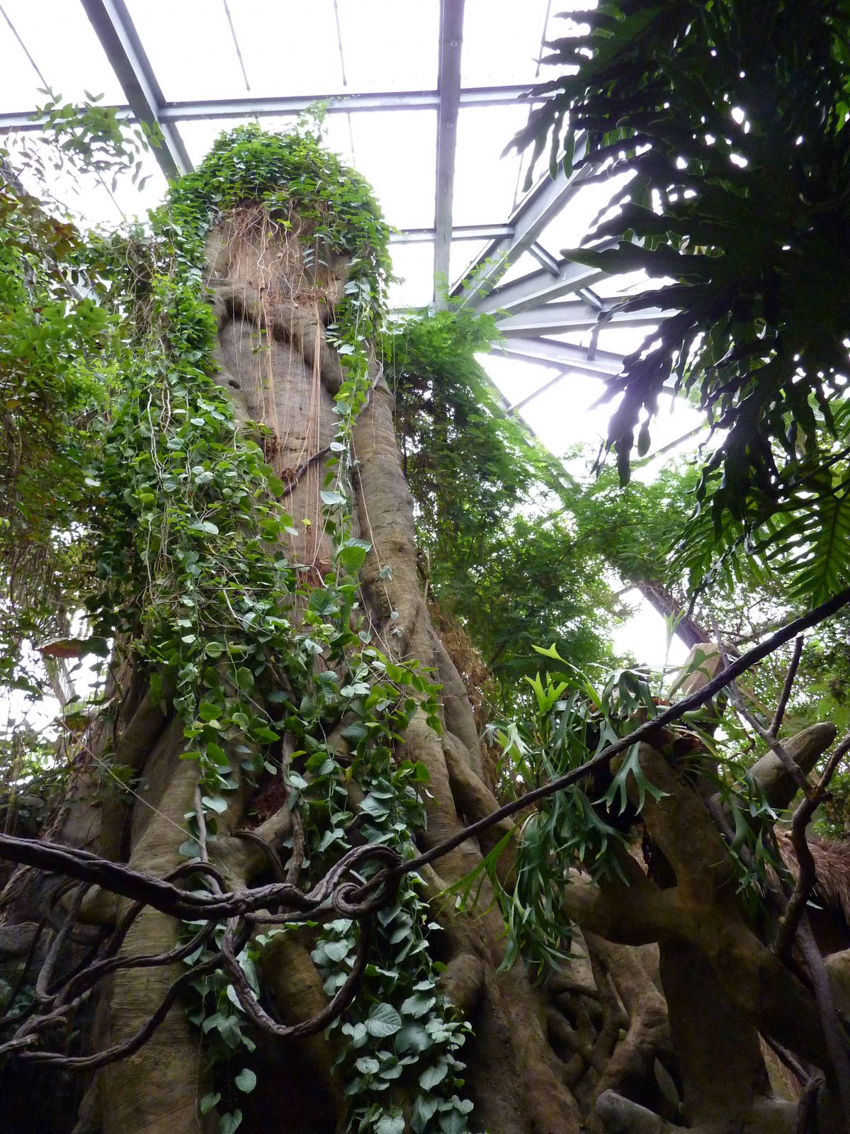 Tropical American Rain Forest