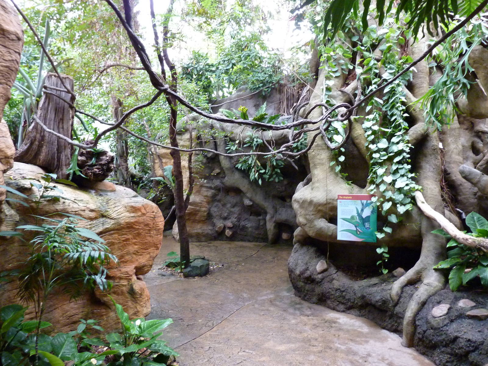 Tropical American Rain Forest