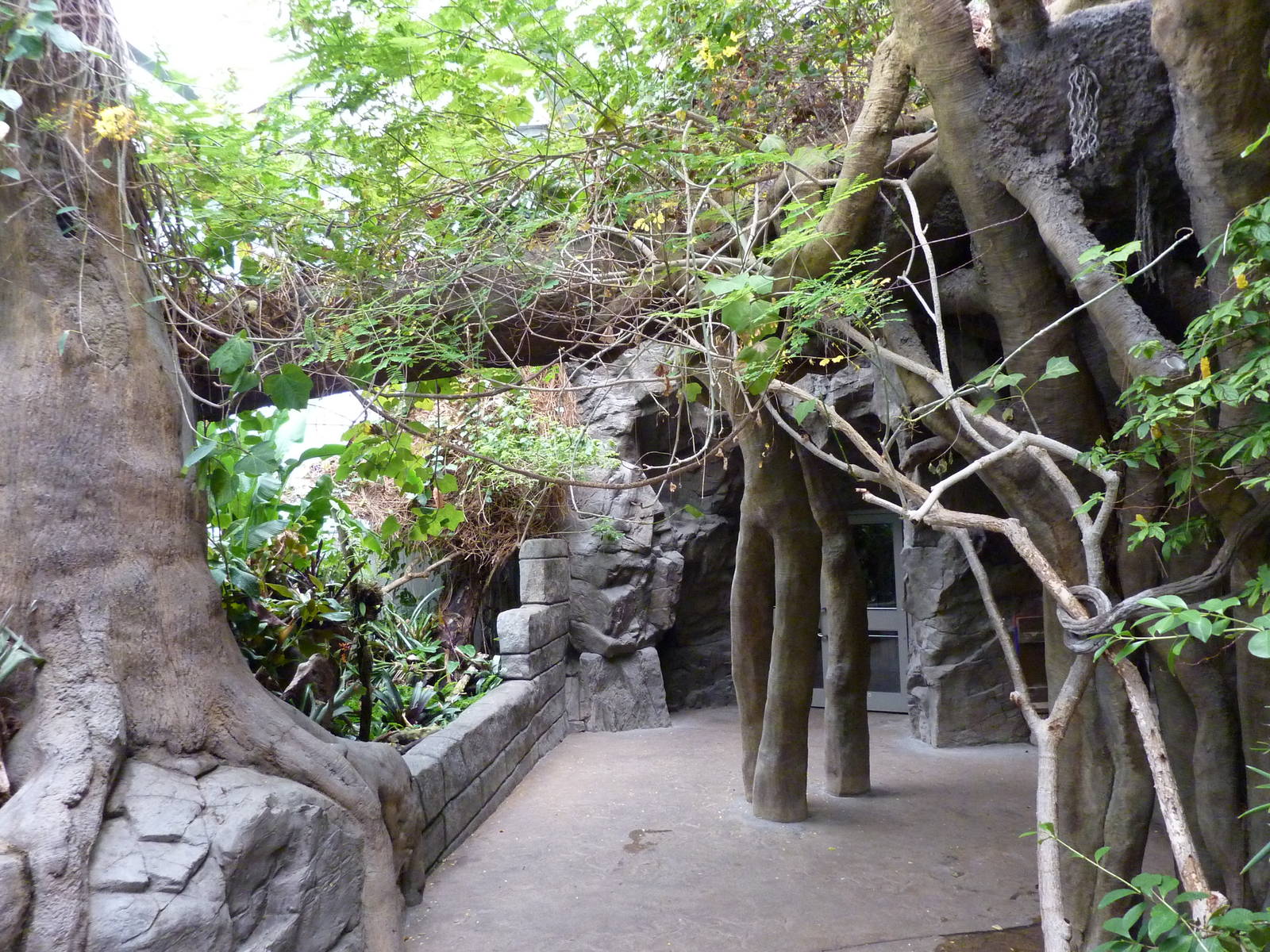 Tropical American Rain Forest