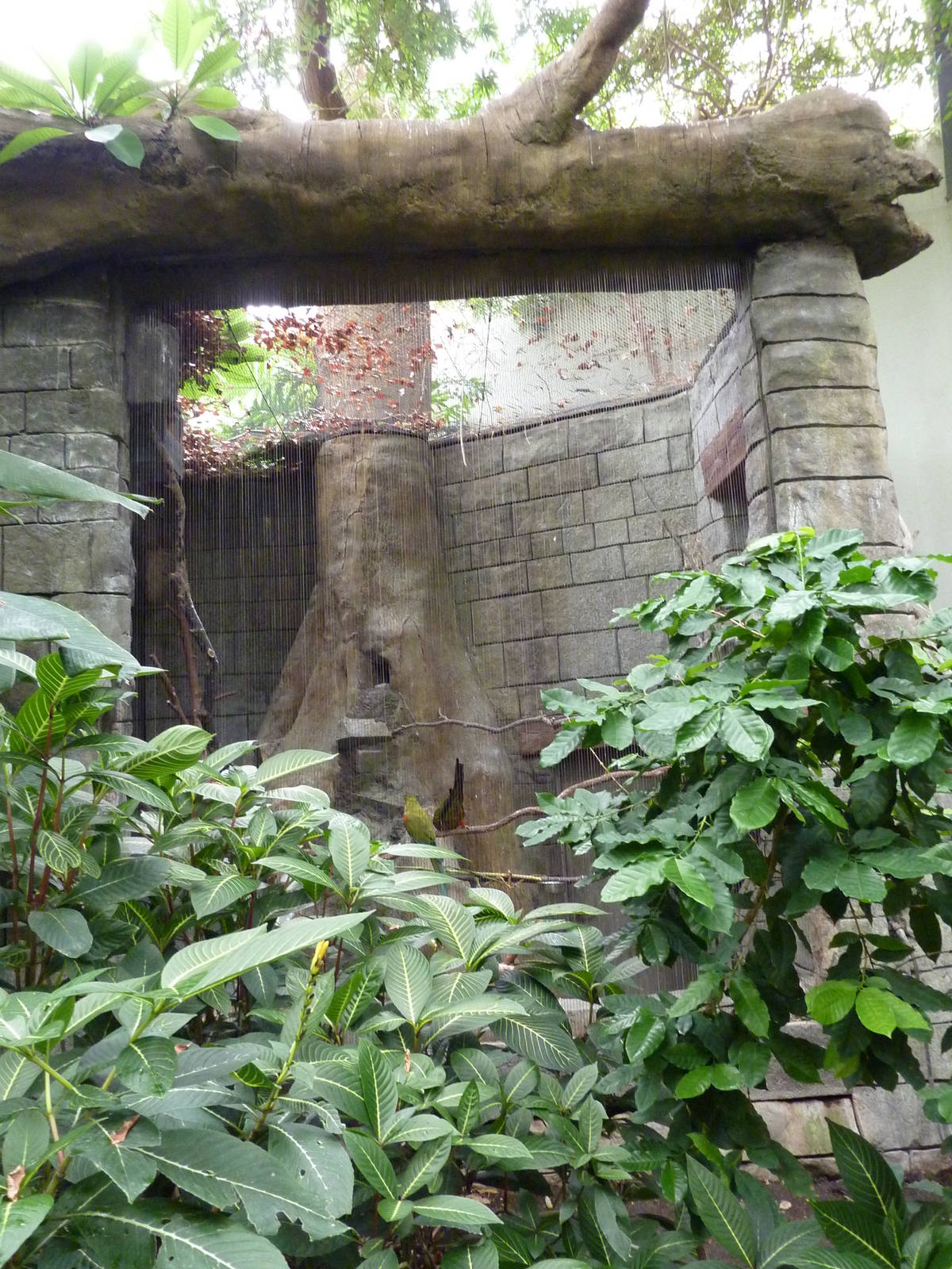 Tropical American Rain Forest