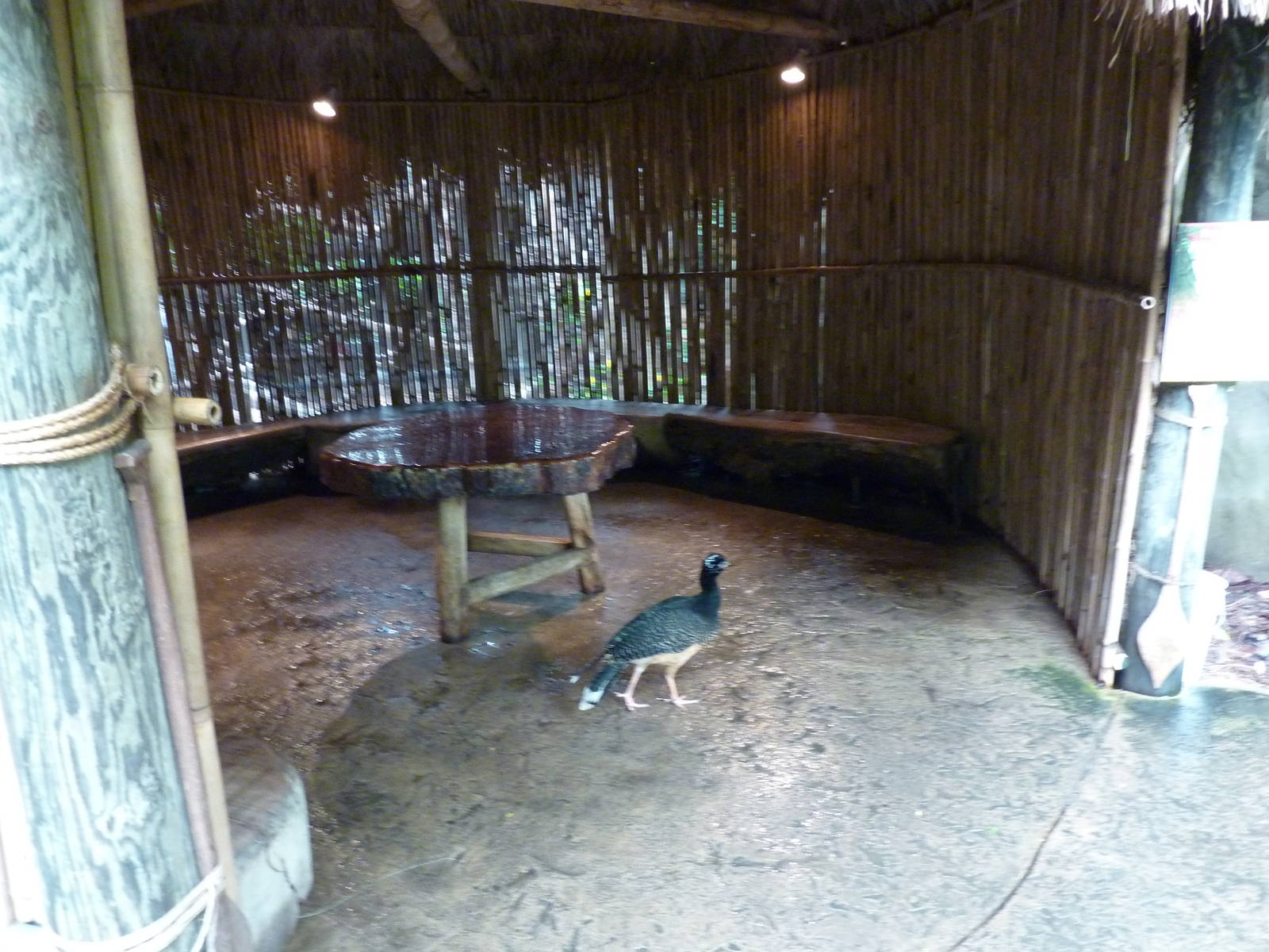 Tropical American Rain Forest