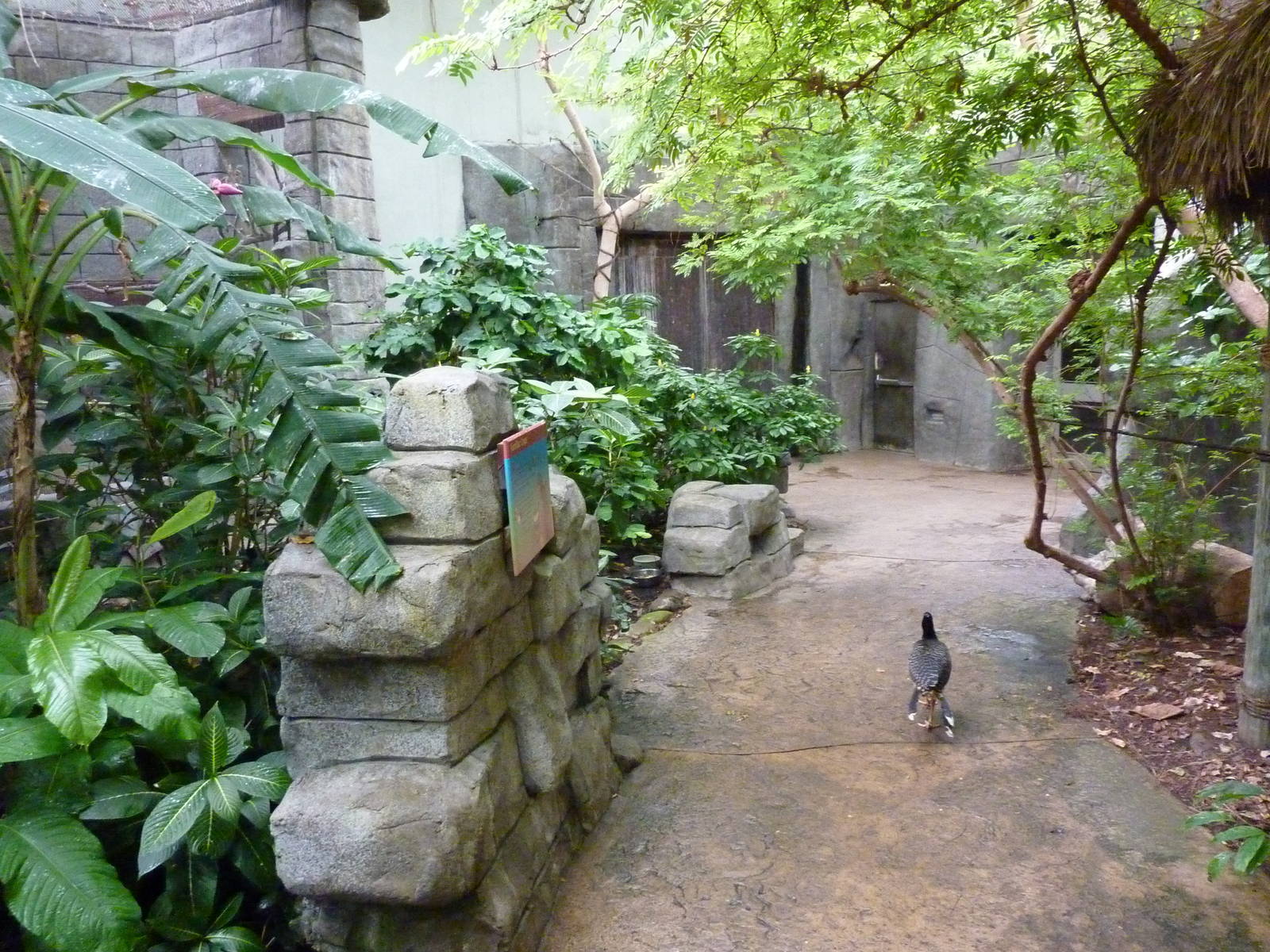 Tropical American Rain Forest