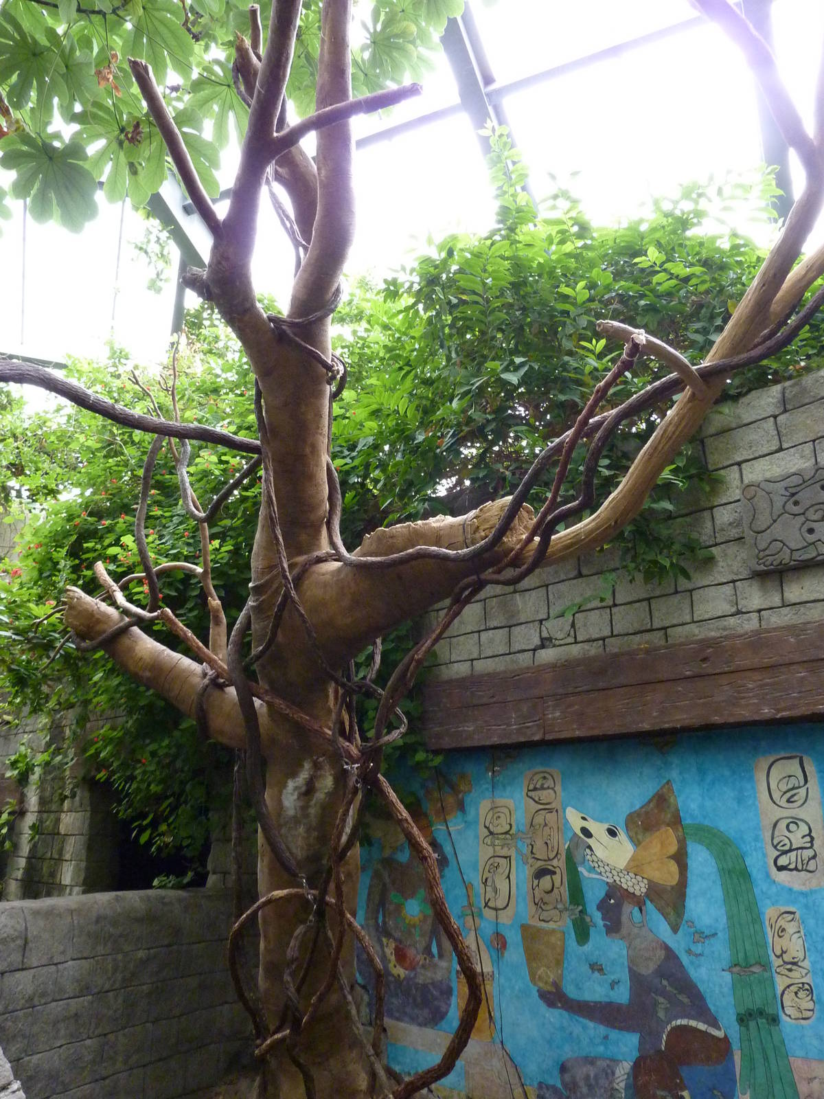 Tropical American Rain Forest