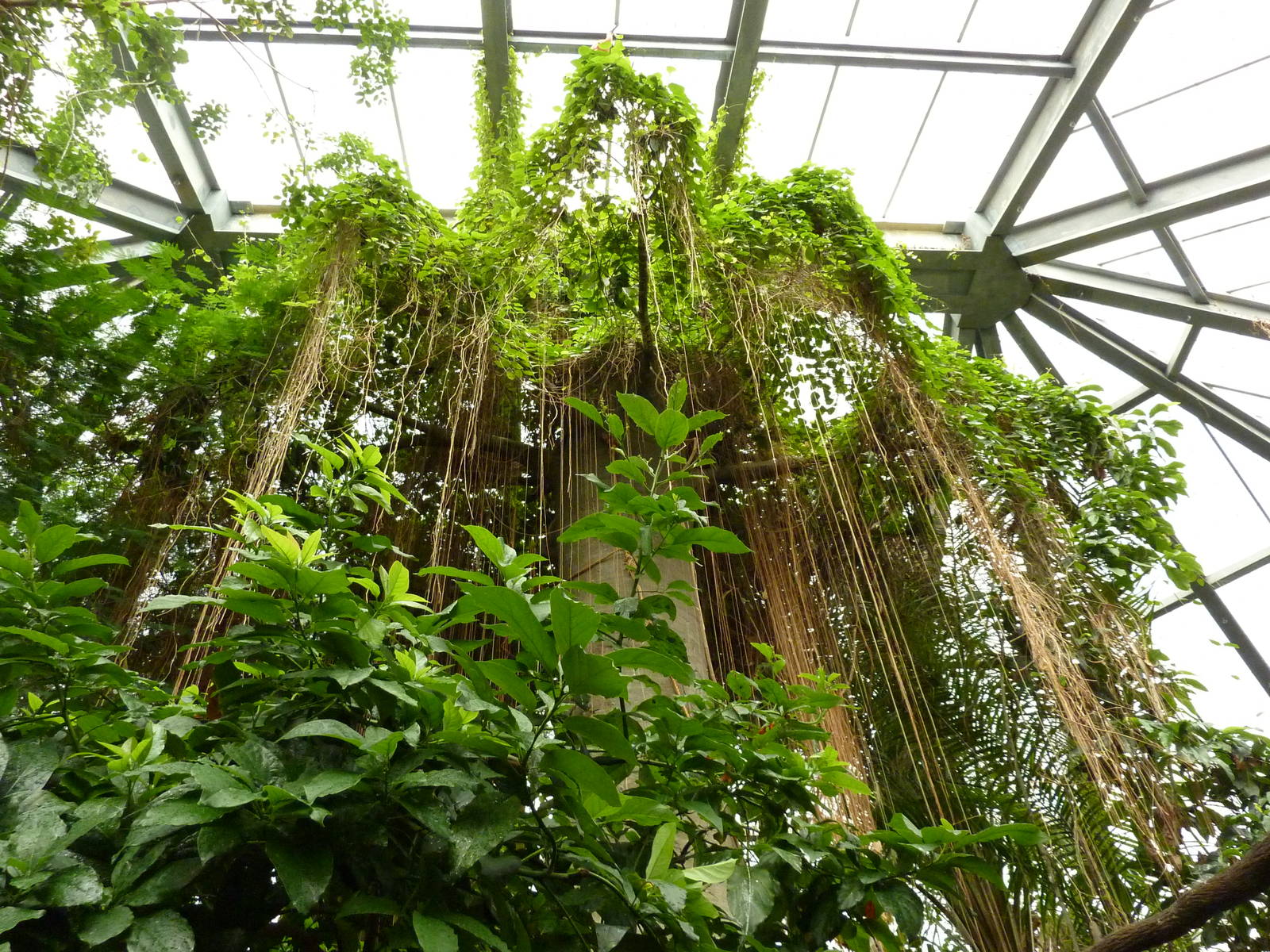 Tropical American Rain Forest