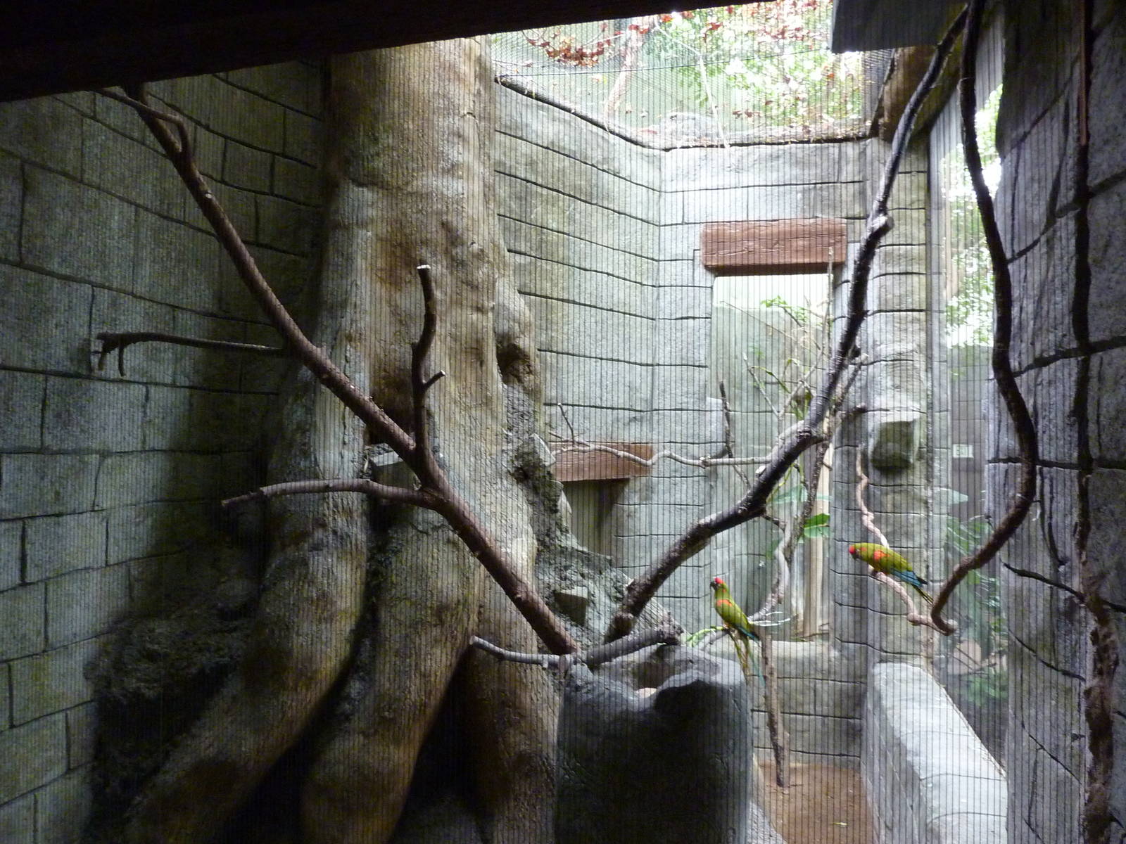 Tropical American Rain Forest