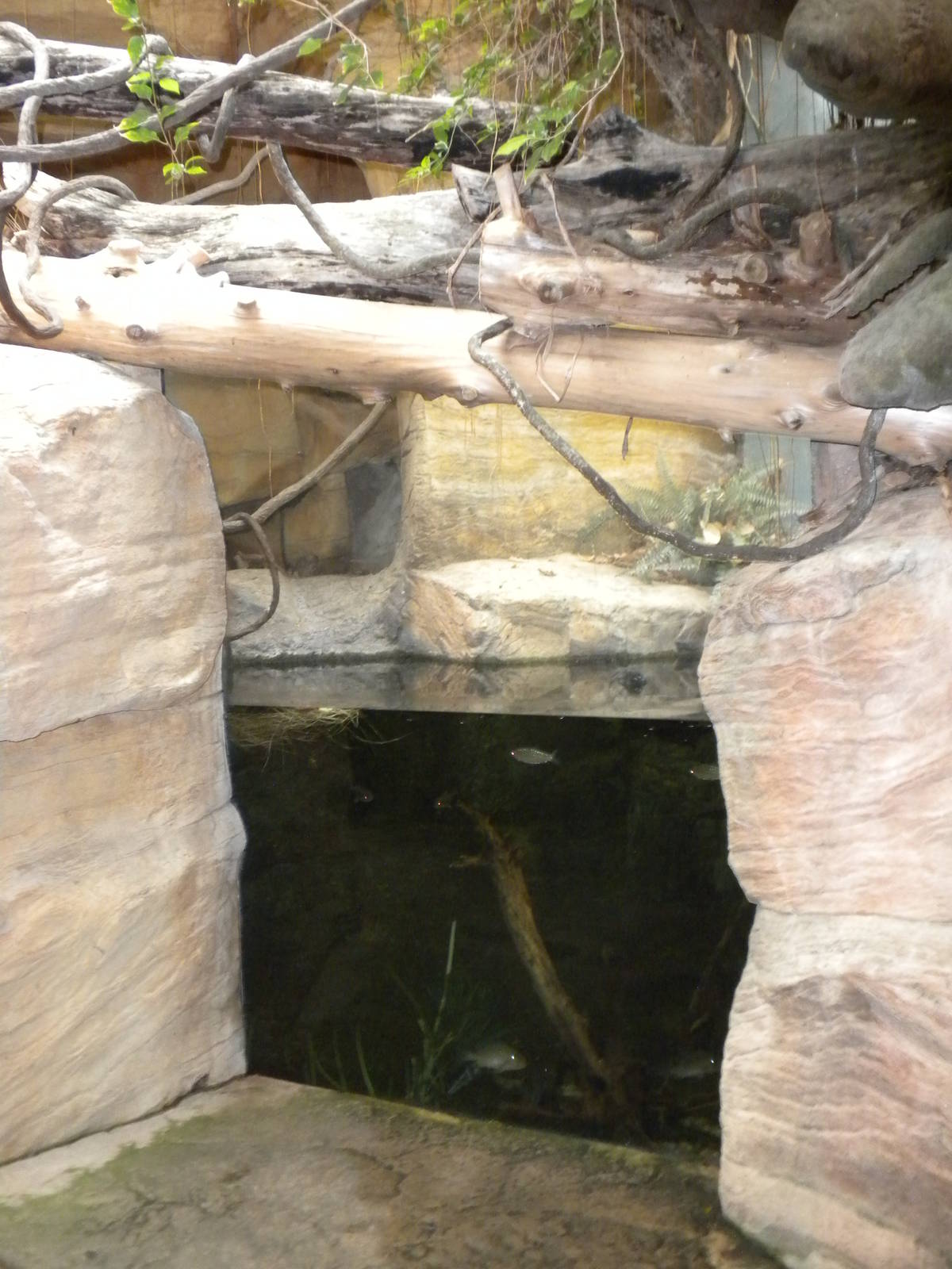 Tropical American Rainforest - anaconda