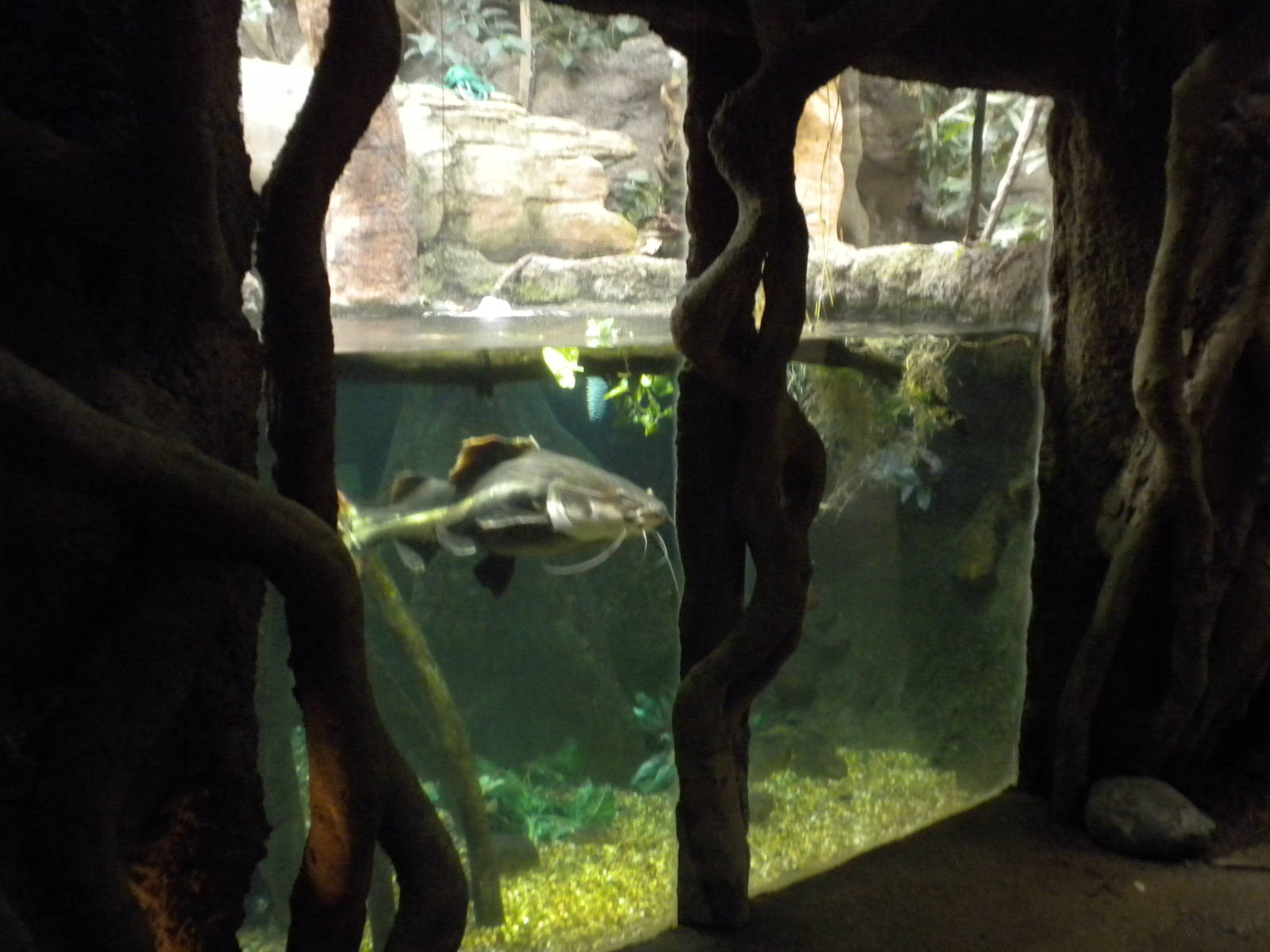 Tropical American Rainforest - aquarium