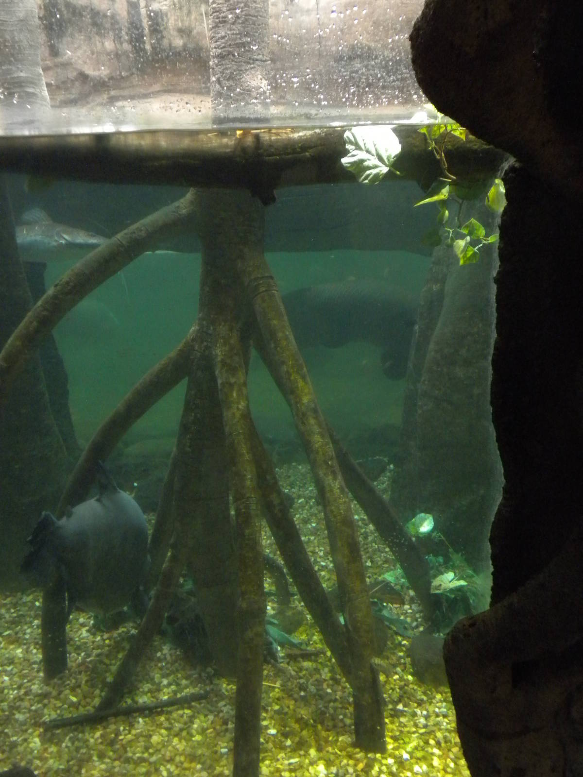 Tropical American Rainforest - aquarium