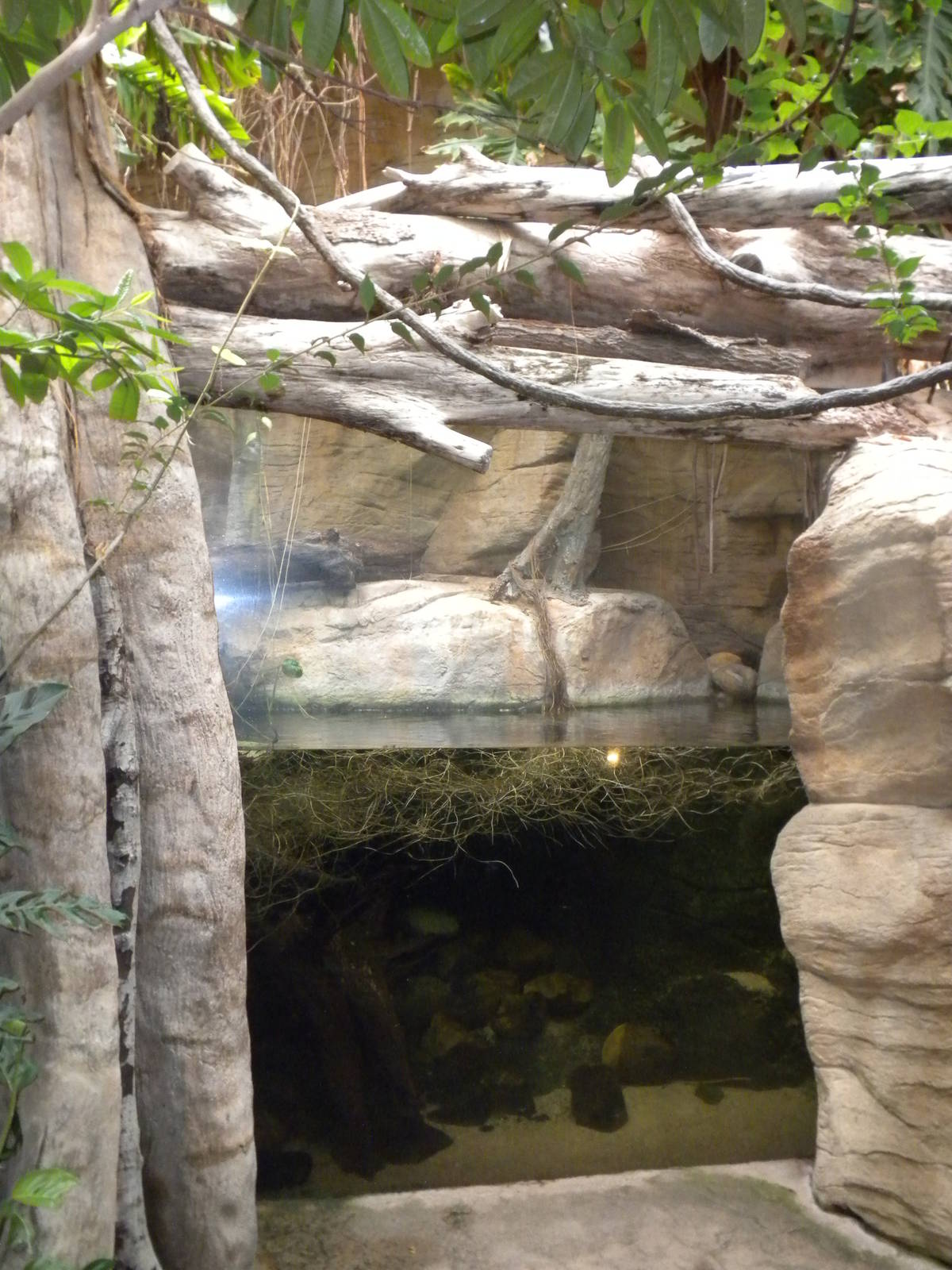 Tropical American Rainforest - aquarium