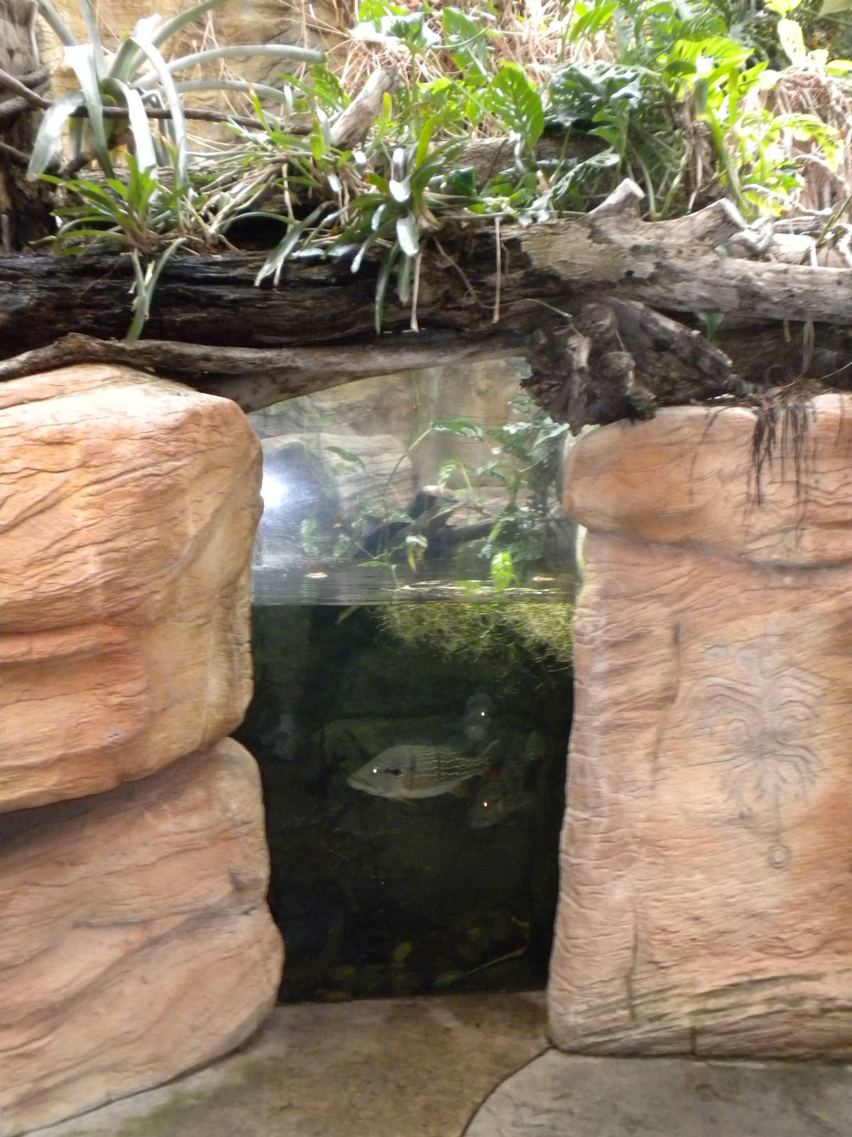 Tropical American Rainforest - aquarium