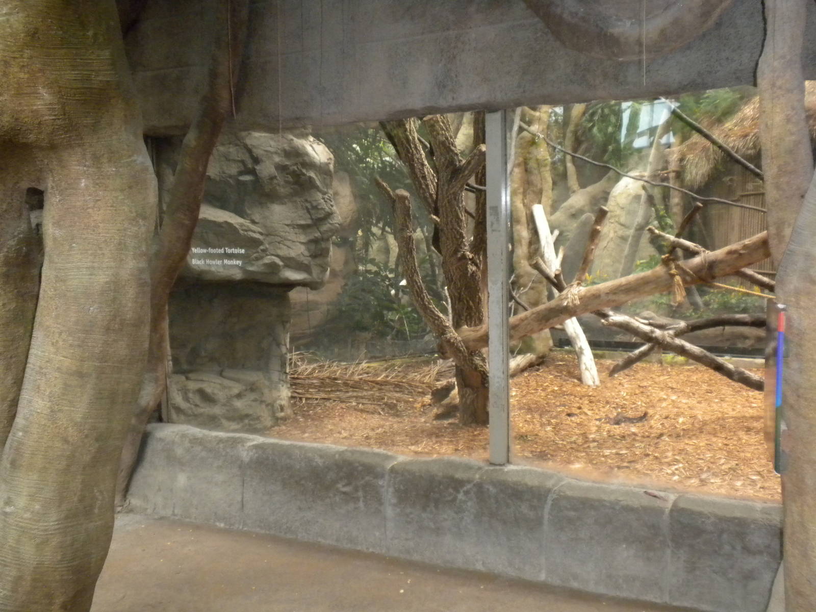 Tropical American Rainforest - Black Howler Monkeys