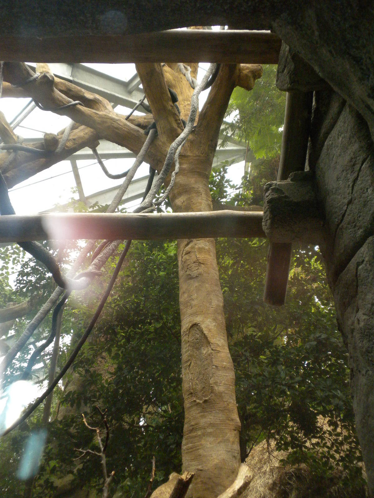 Tropical American Rainforest - Black Howler Monkeys