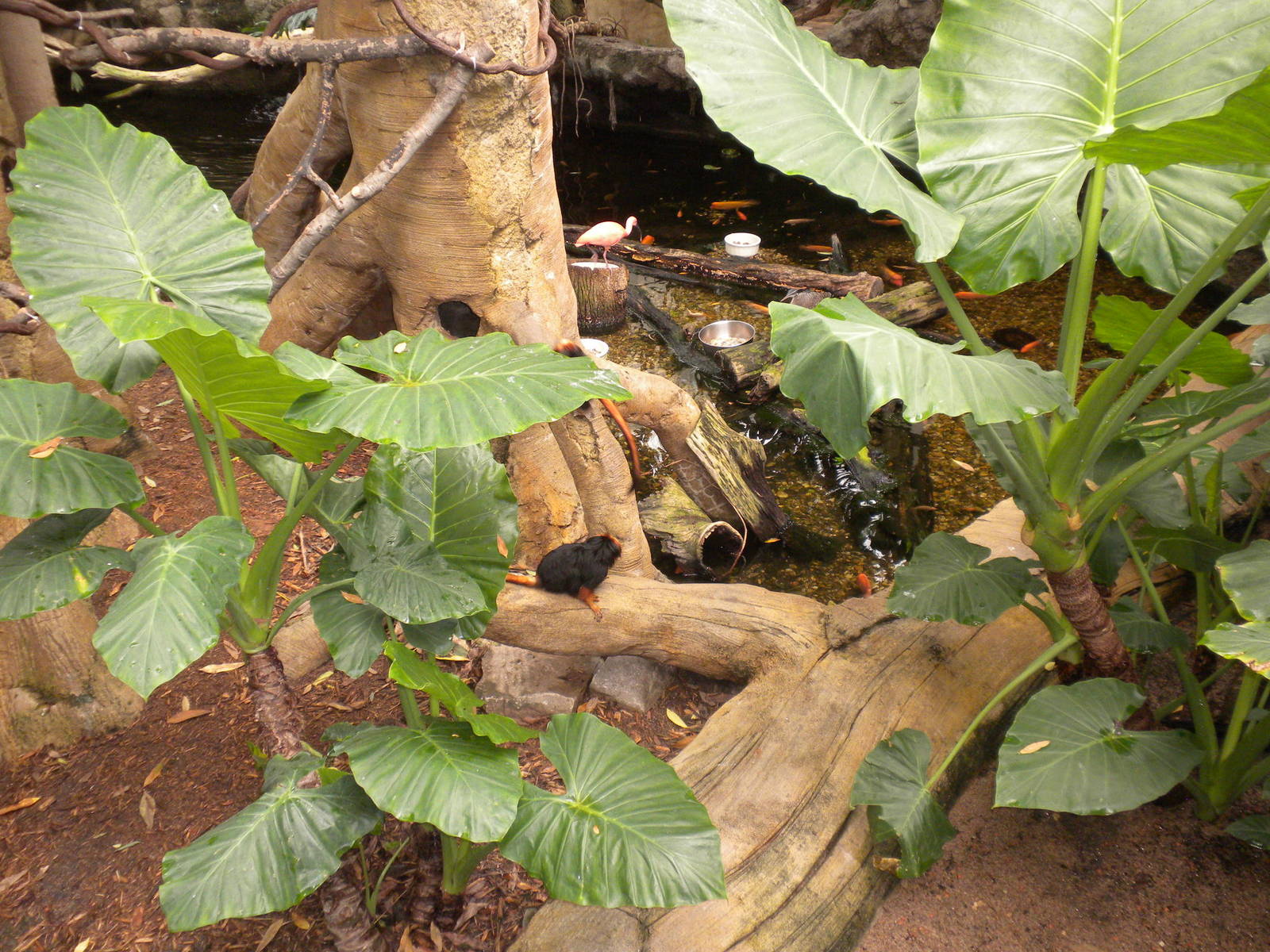 Tropical American Rainforest - Golden Headed Lion Tamarins