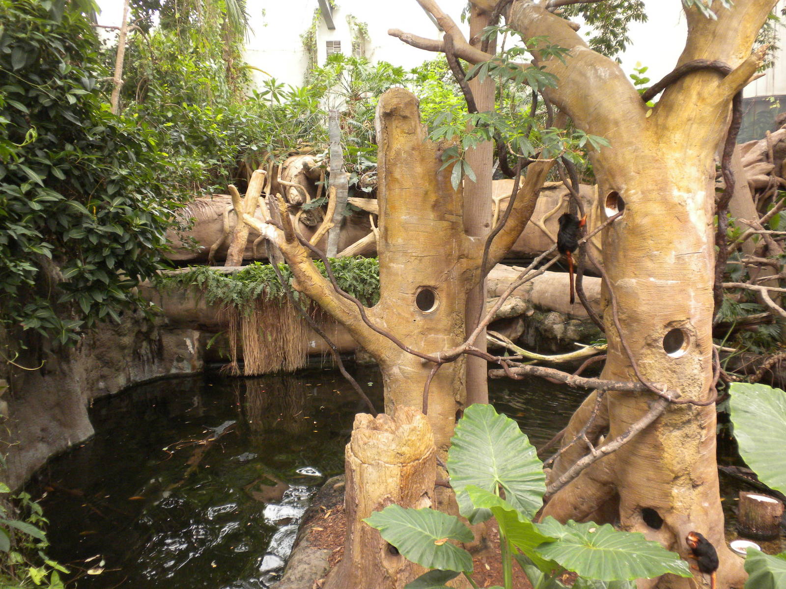 Tropical American Rainforest - Golden Headed Lion Tamarins