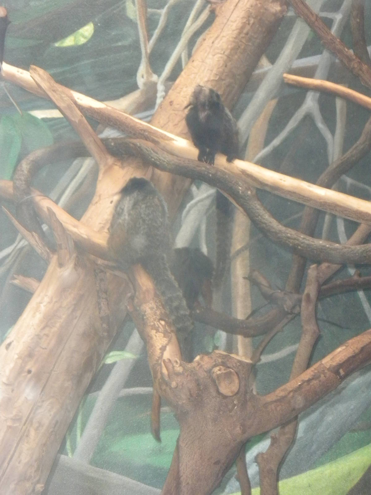 Tropical American Rainforest - Gray Tufted Marmosets