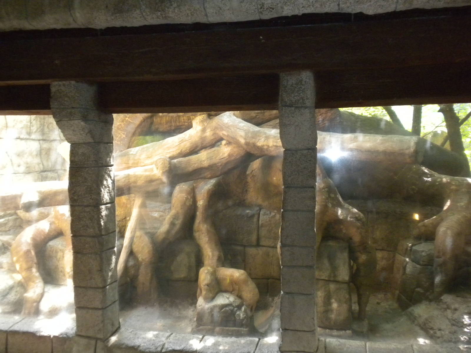 Tropical American Rainforest - Jaguar