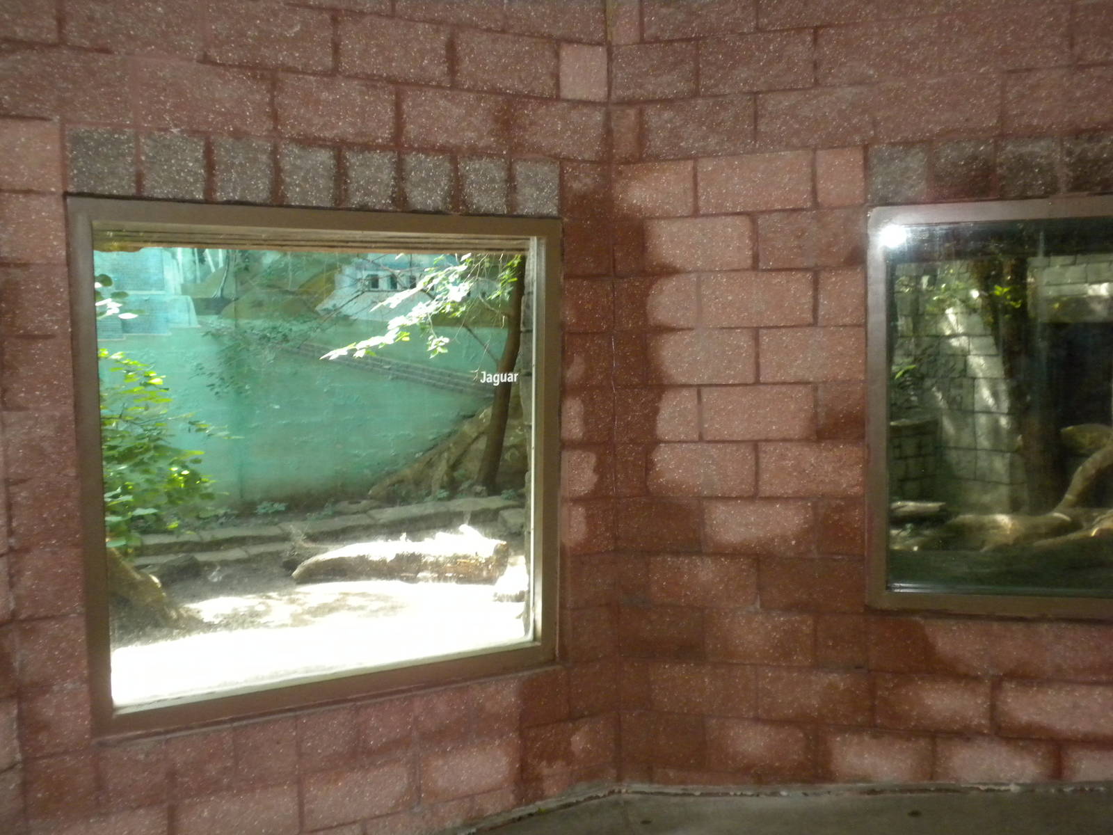 Tropical American Rainforest - Jaguar