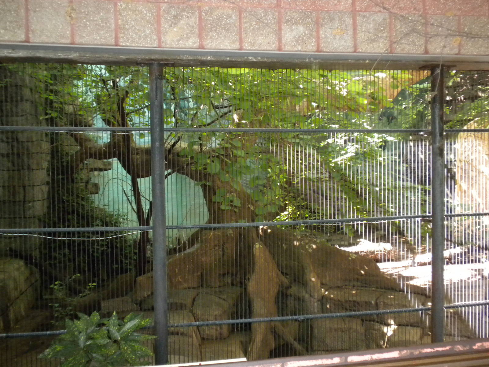 Tropical American Rainforest - Jaguar