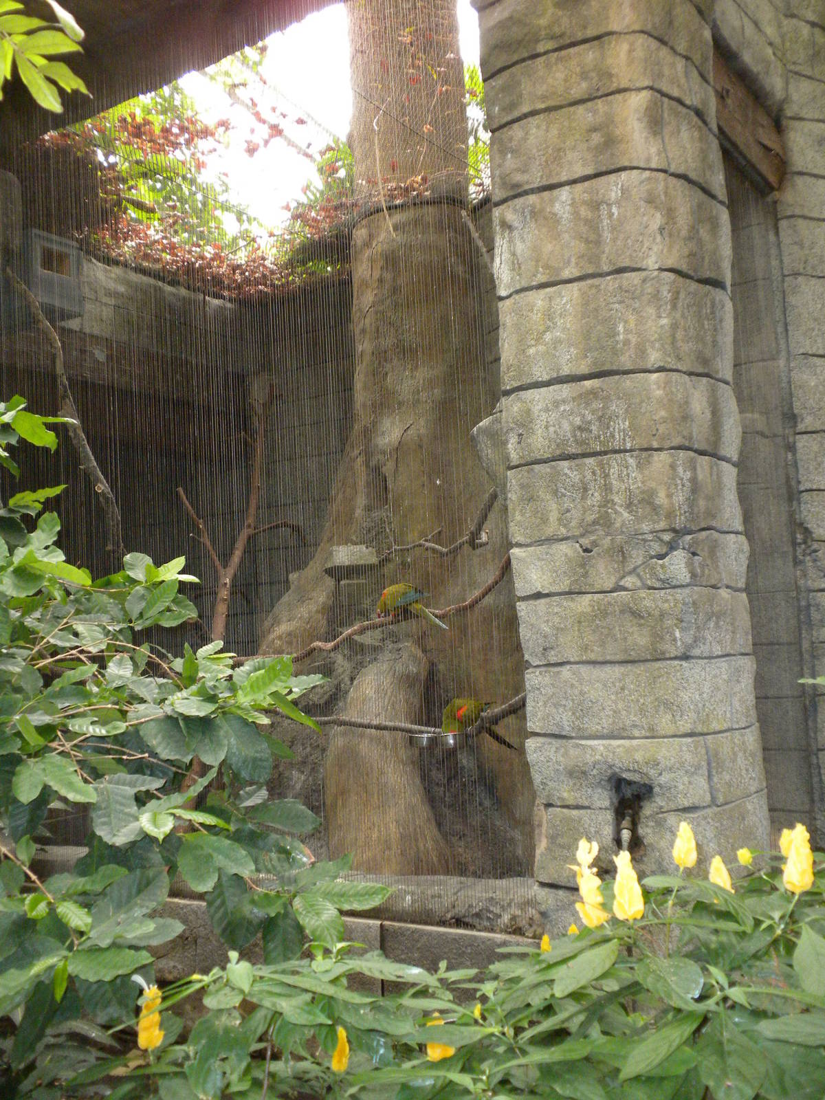 Tropical American Rainforest - Macaws