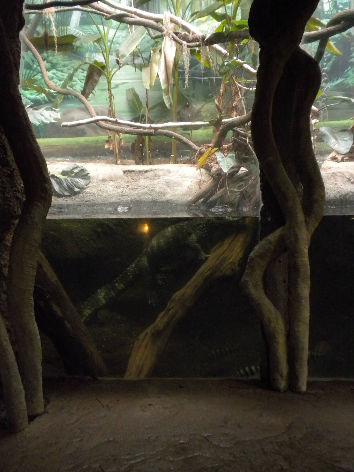 Tropical American Rainforest - Smooth Fronted Caiman