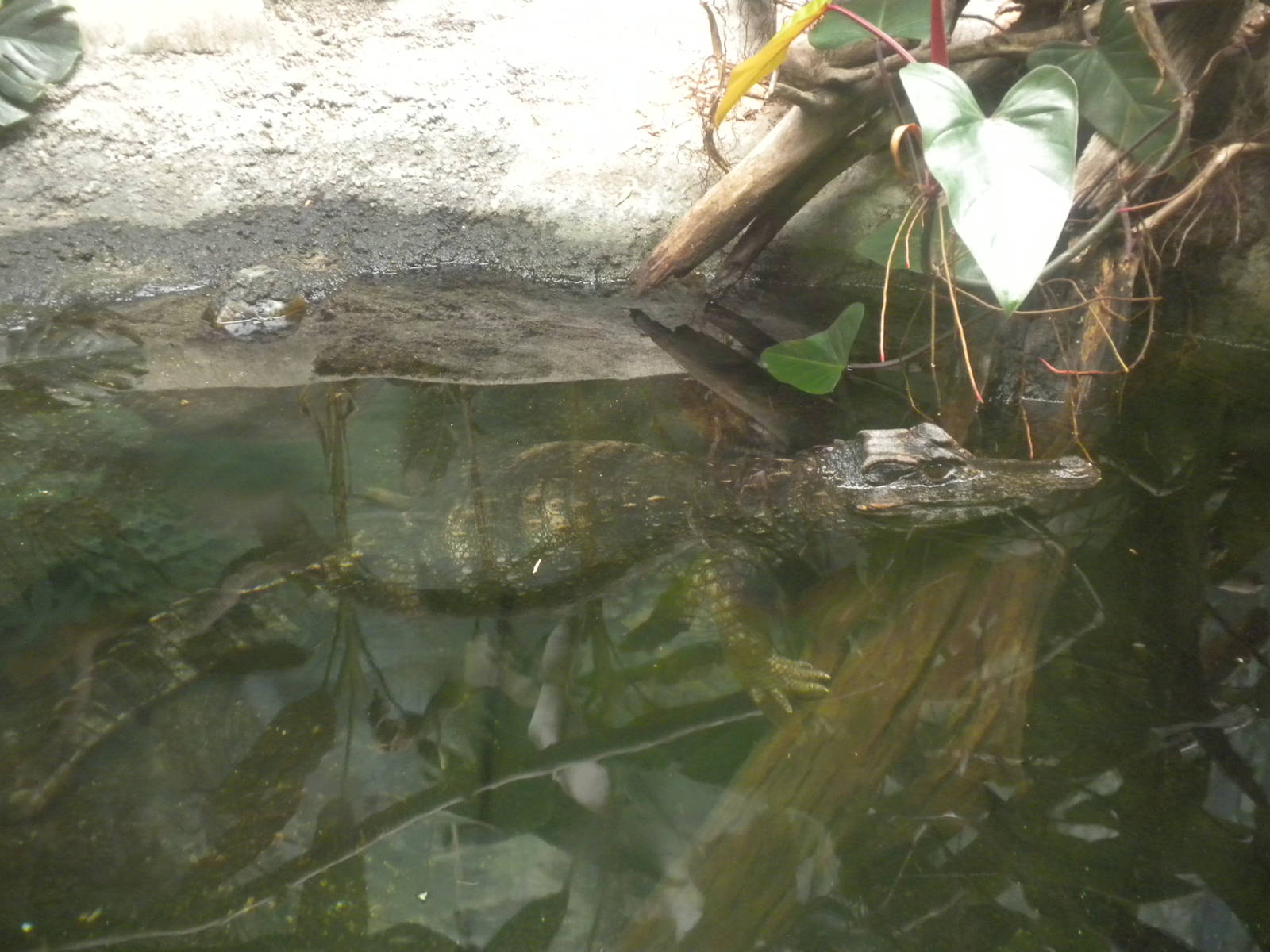 Tropical American Rainforest - Smooth Fronted Caiman