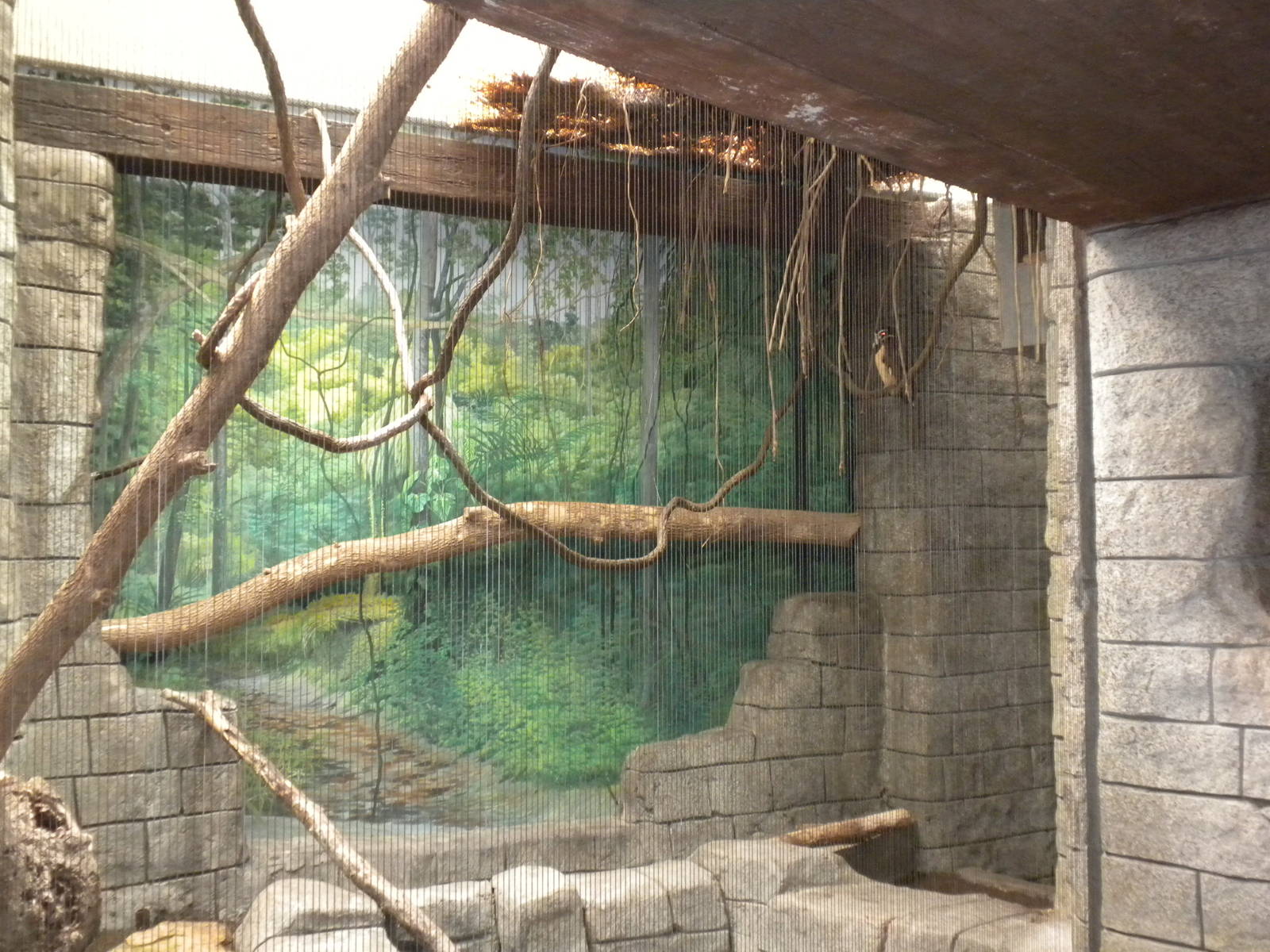 Tropical American Rainforest - Spectacled Owl