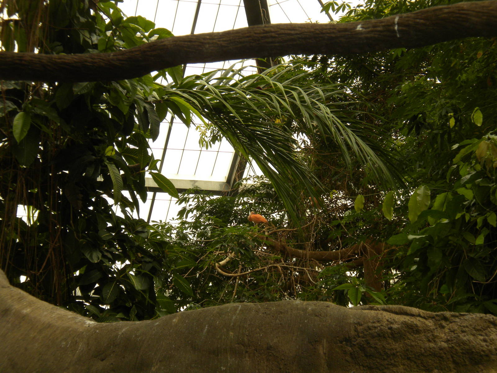 Tropical American Rainforest - Spoonbill