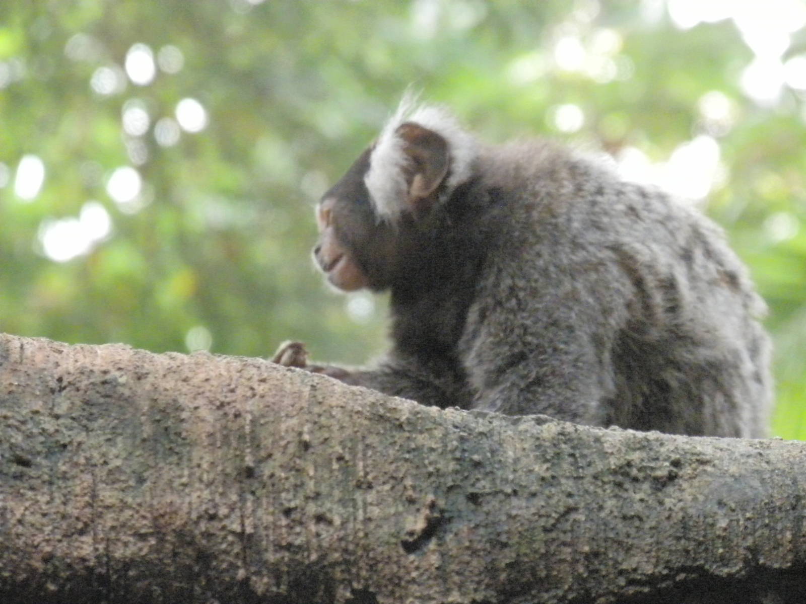 Tropical American Rainforest - White Tufted Marmoset