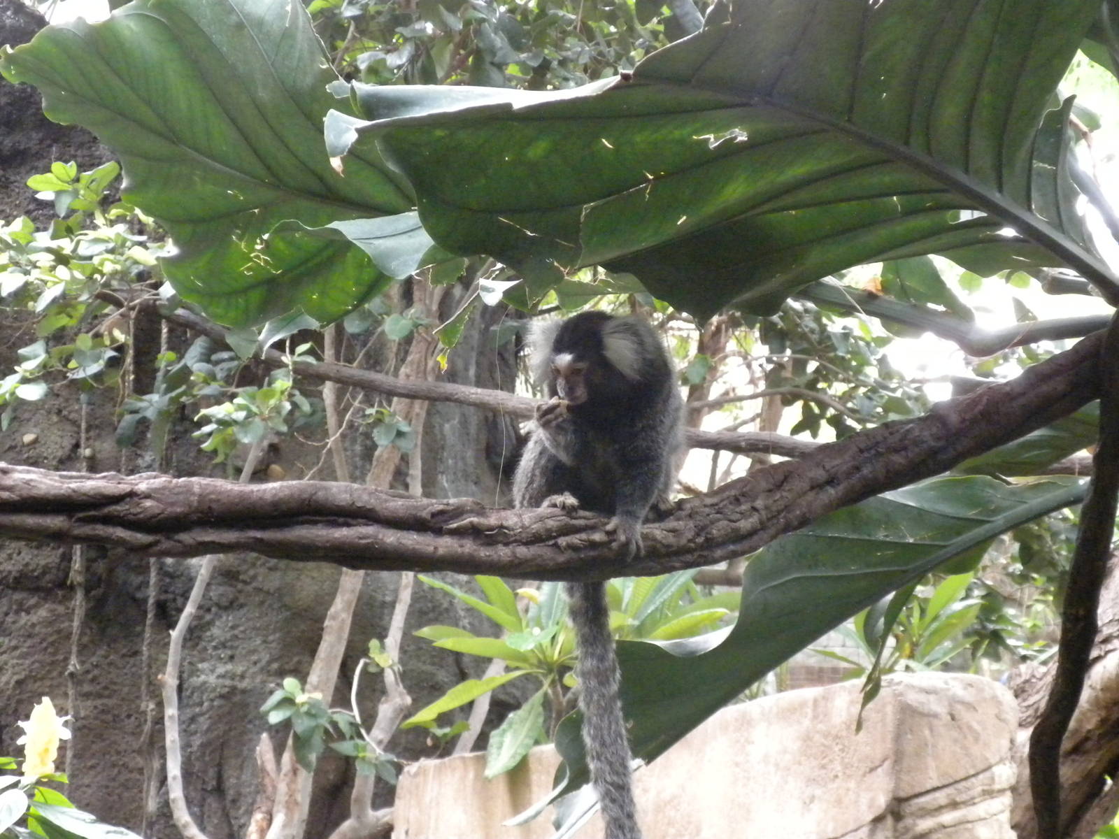 Tropical American Rainforest - White Tufted Marmoset